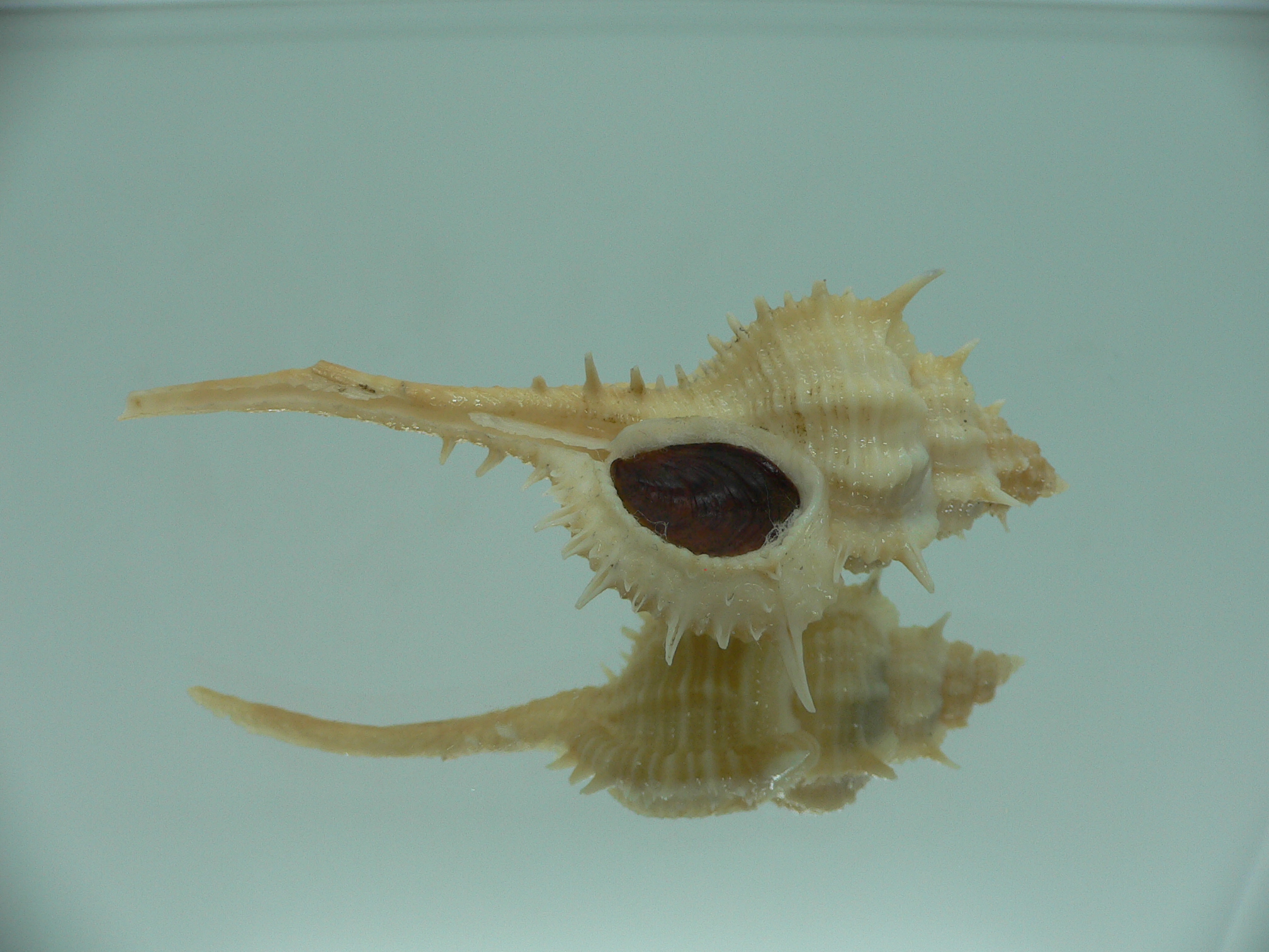 Vokesimurex mindanaoensis