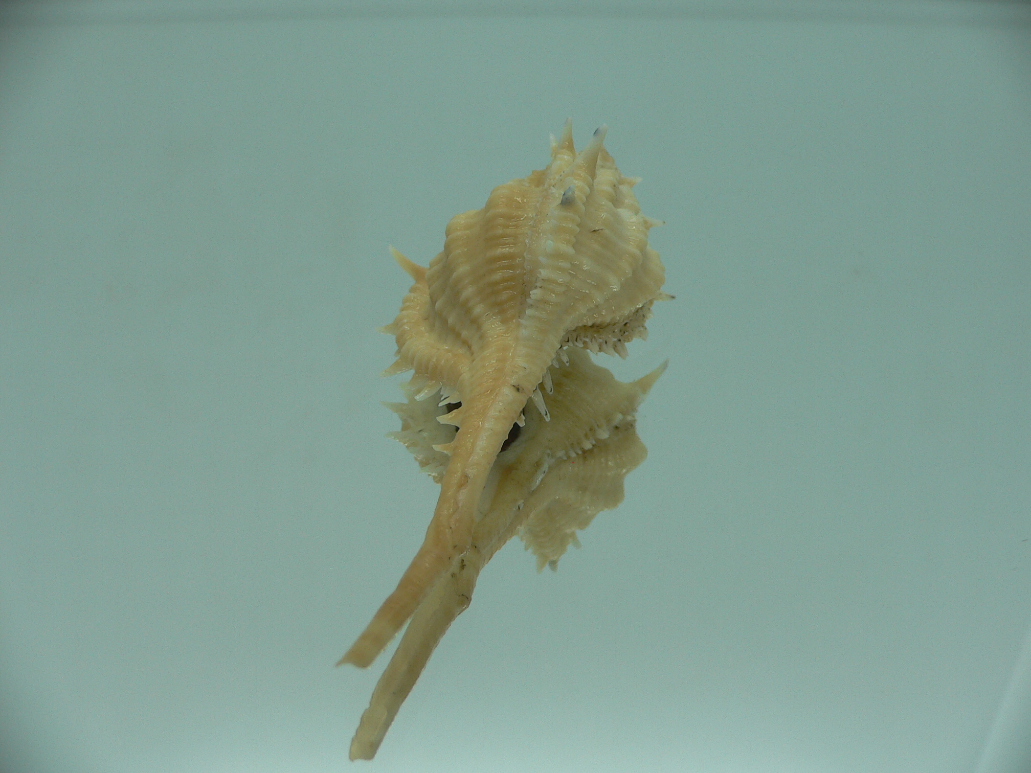 Vokesimurex mindanaoensis