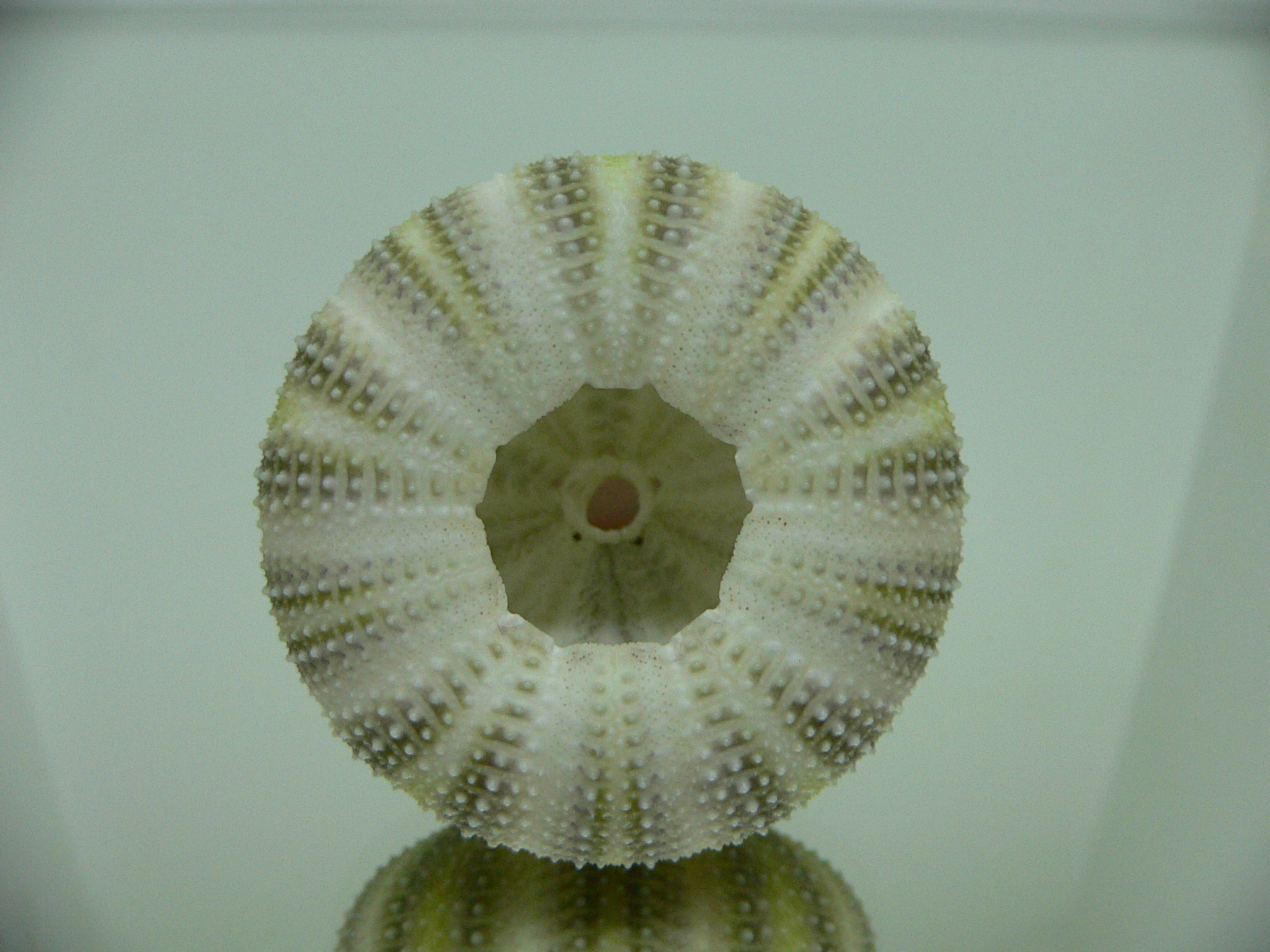 Strongylocentrotus pulchellus GREEN