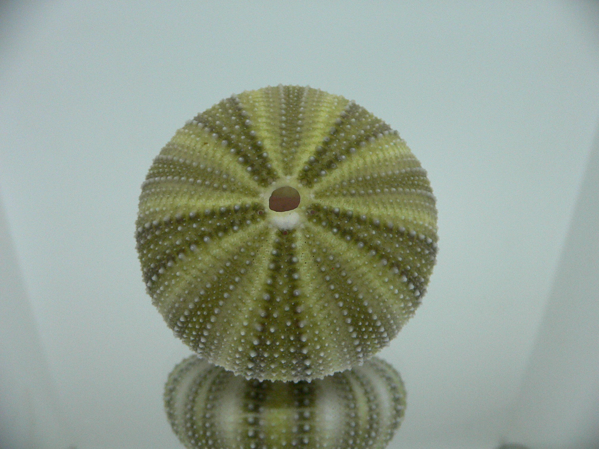 Strongylocentrotus pulchellus GREEN