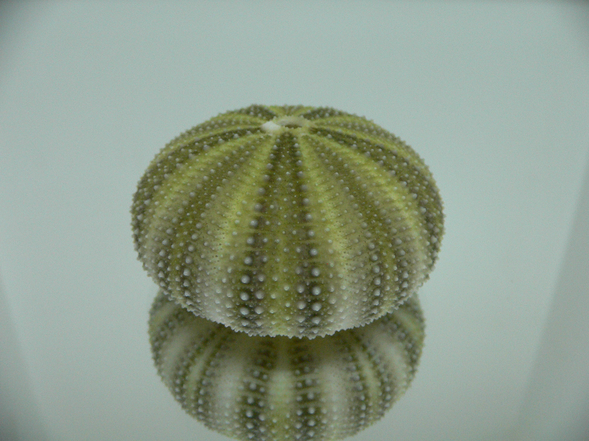 Strongylocentrotus pulchellus GREEN