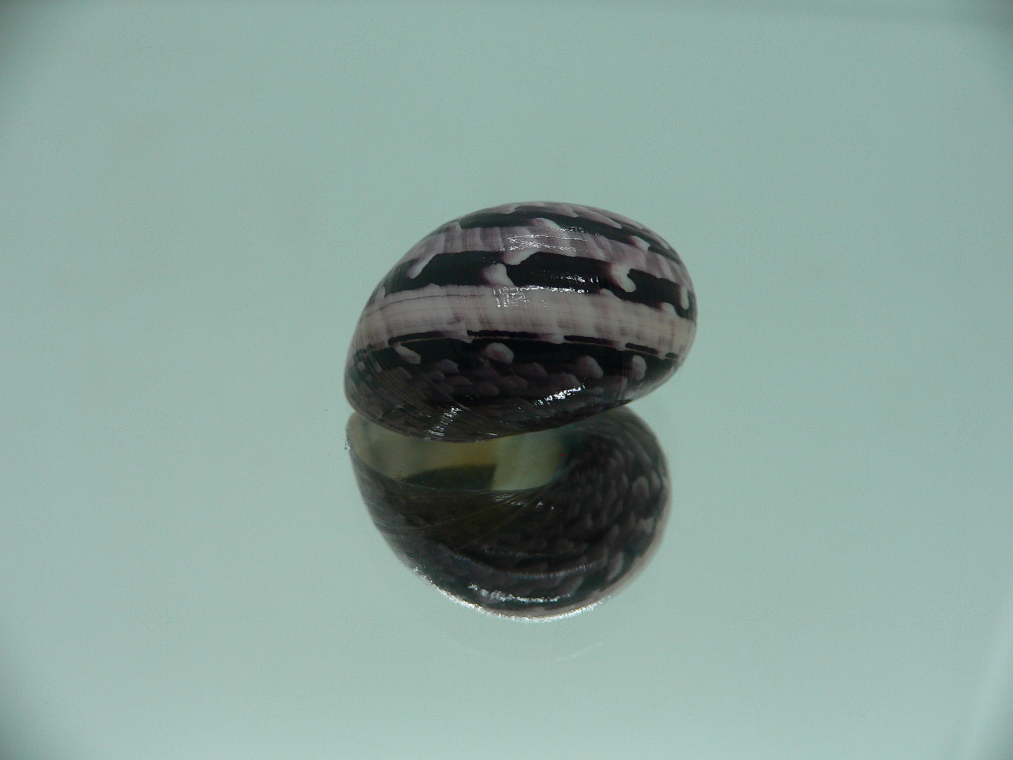 Neritodryas cornea IDEAL