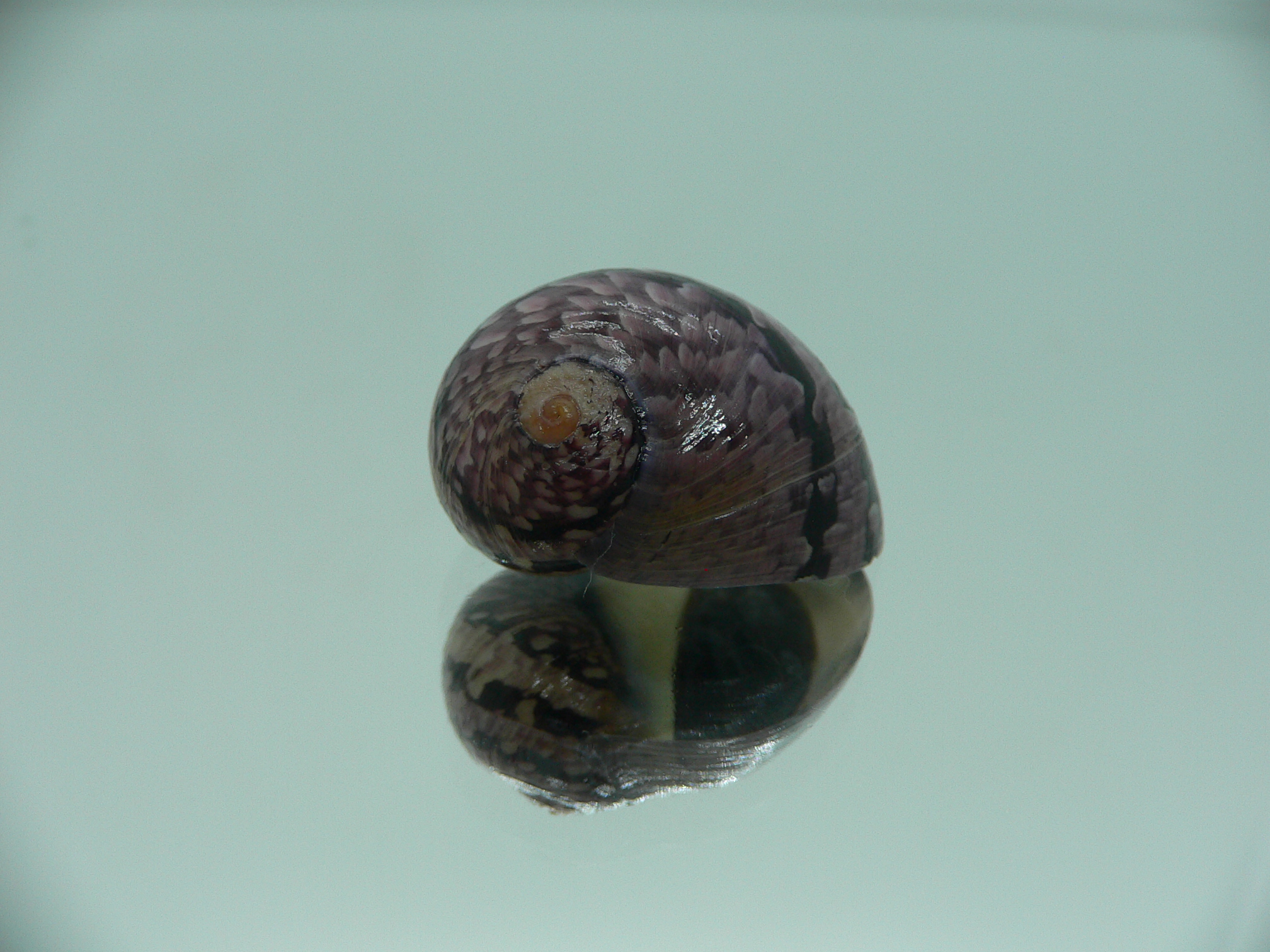 Neritodryas cornea IDEAL