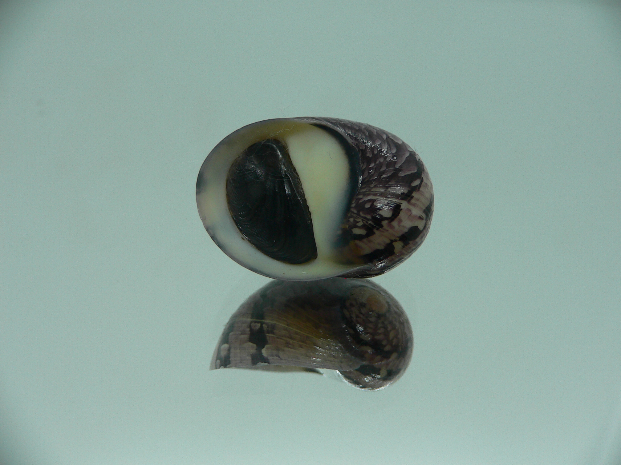 Neritodryas cornea IDEAL