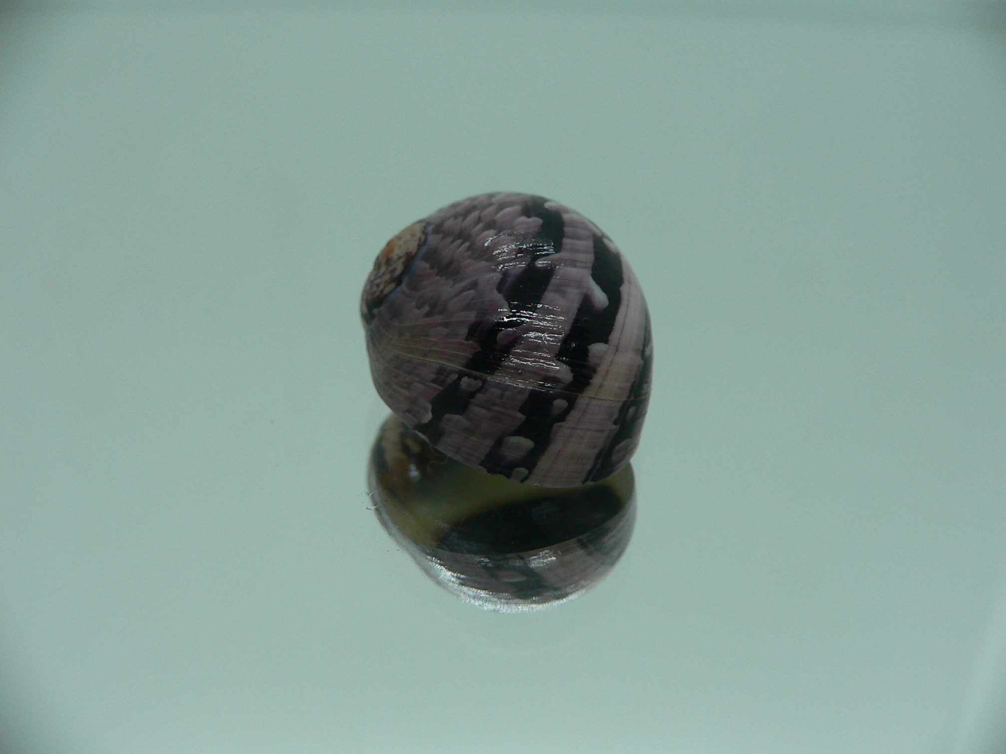 Neritodryas cornea IDEAL