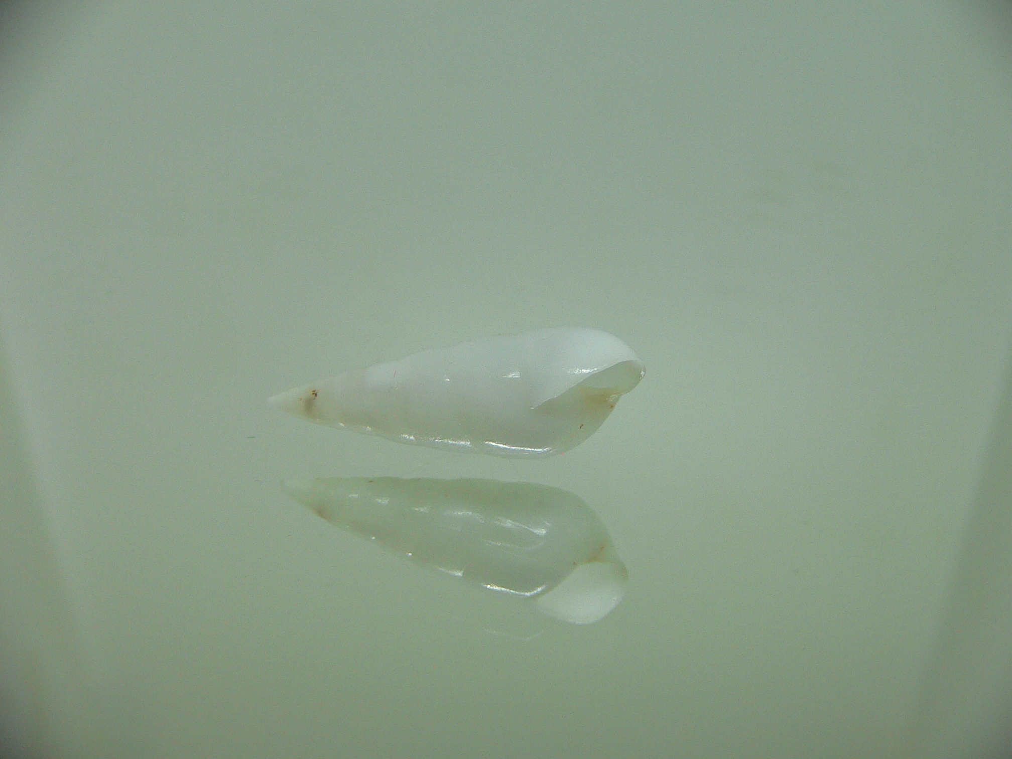 Melanella cumingii