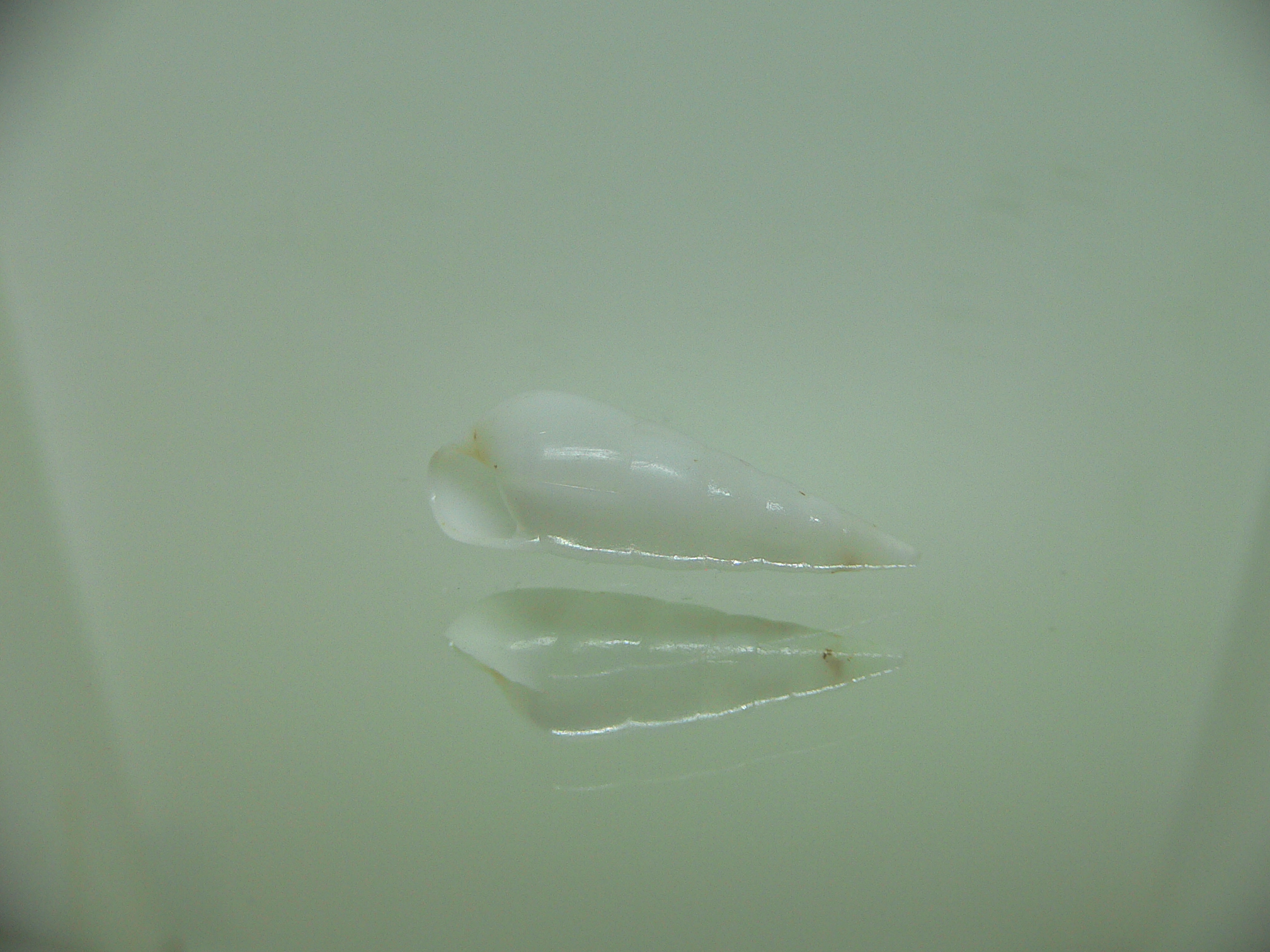Melanella cumingii