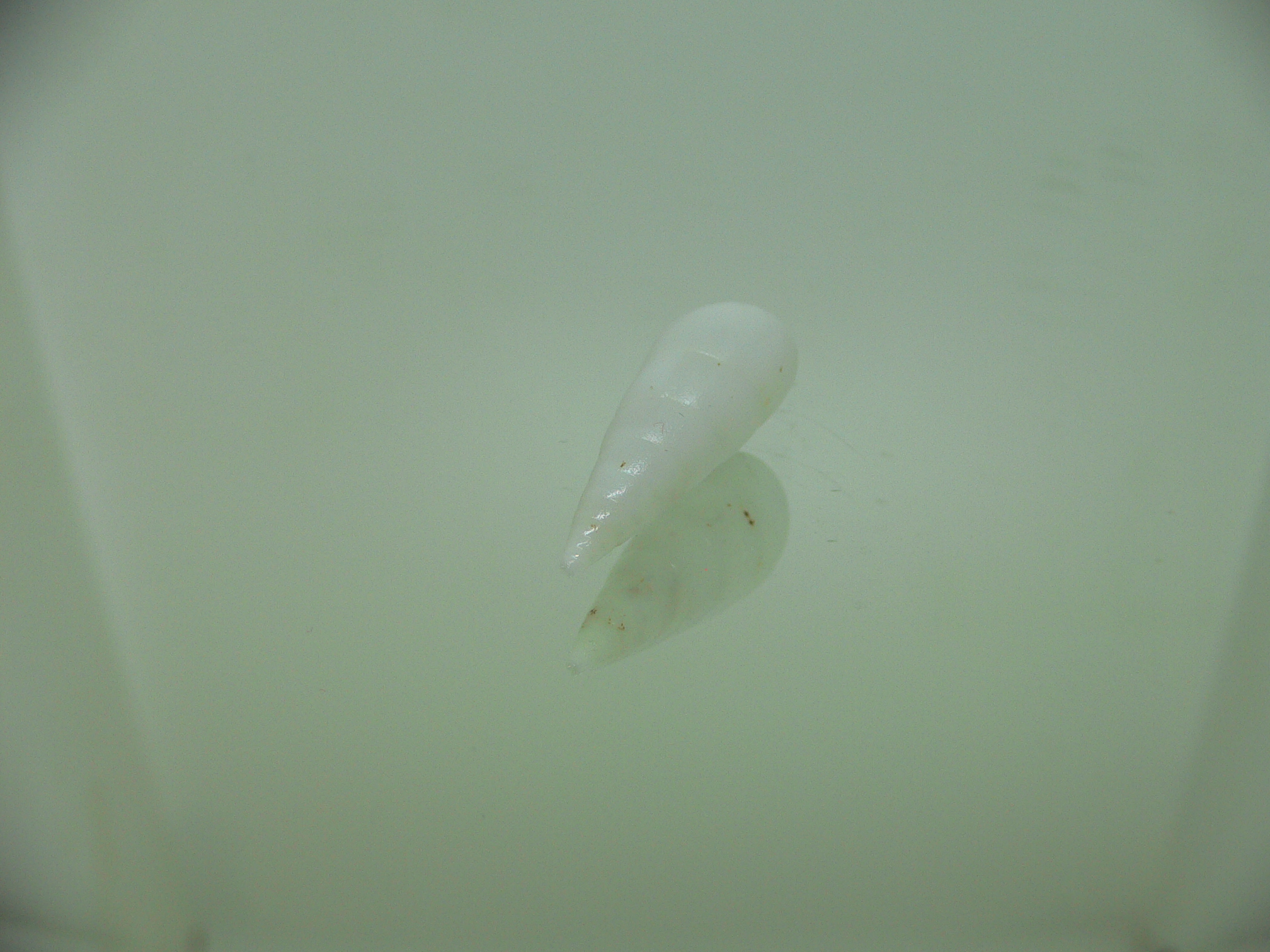 Melanella cumingii