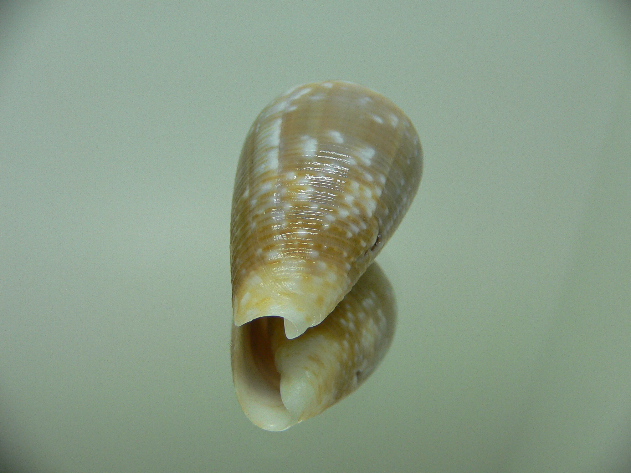 Conus catus BLONDE