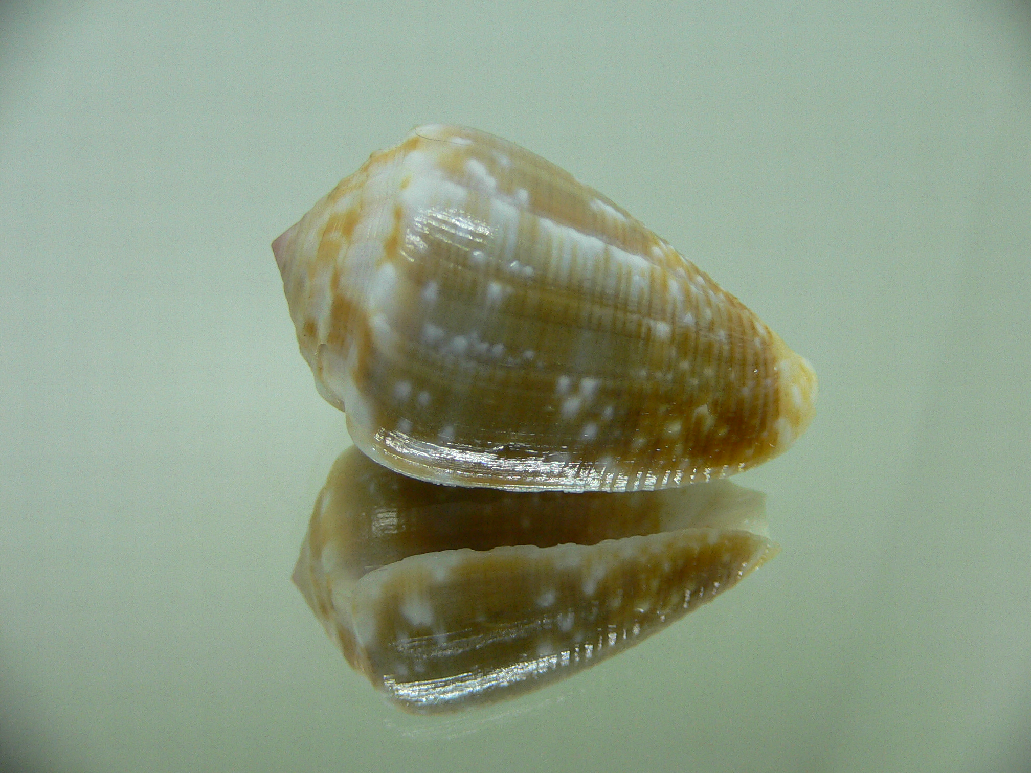 Conus catus BLONDE