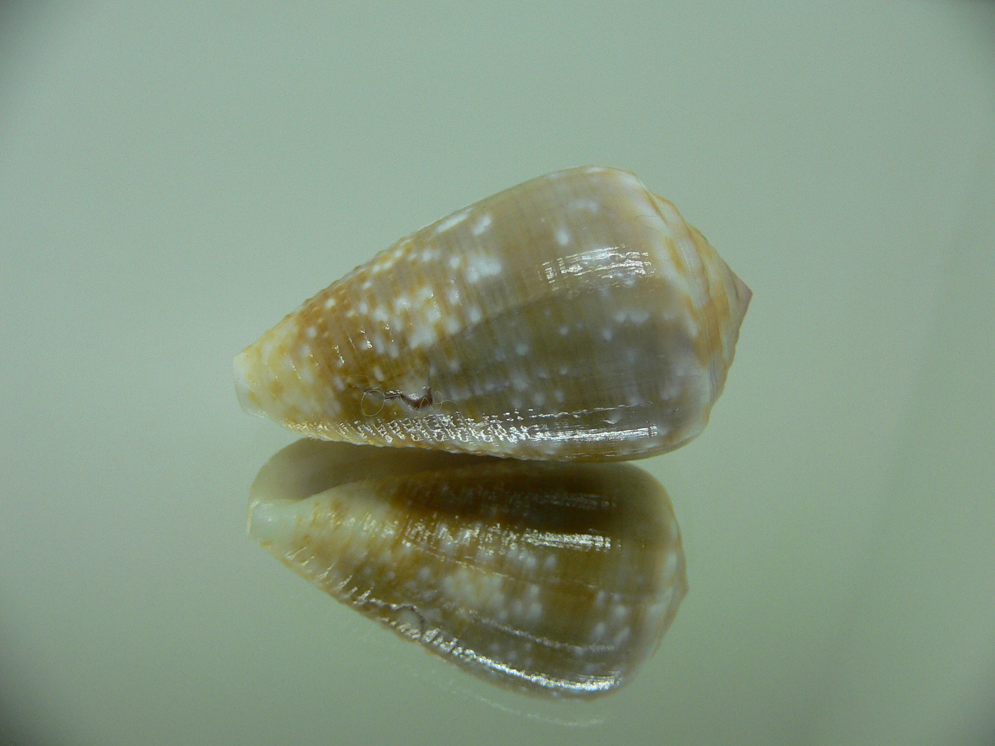 Conus catus BLONDE