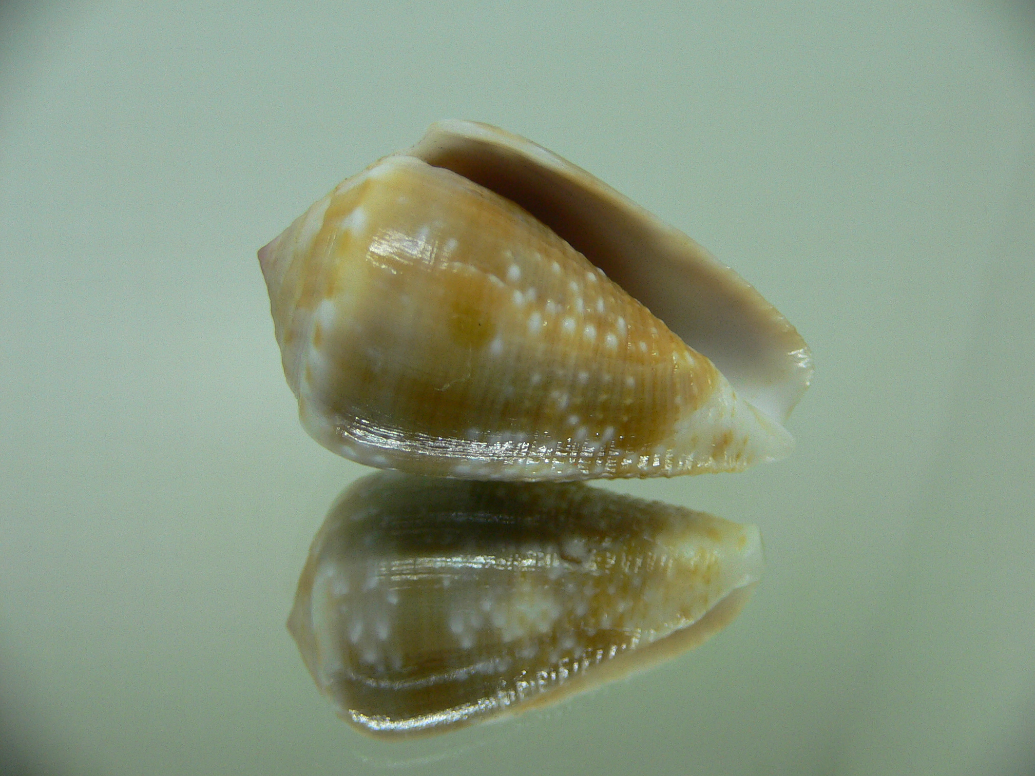 Conus catus BLONDE