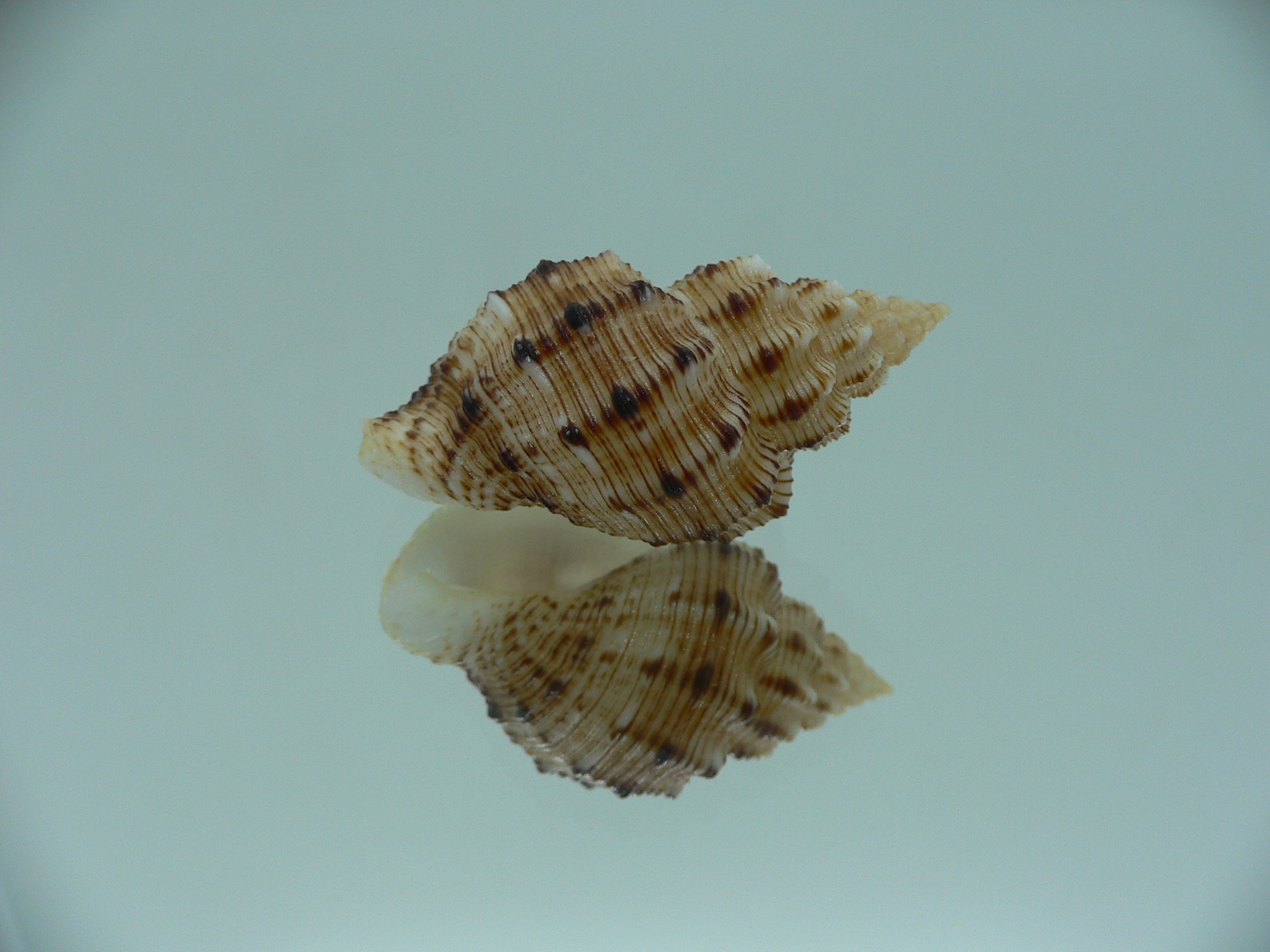 Cantharus leucotaeniatus IDEAL & SUPER COLOR