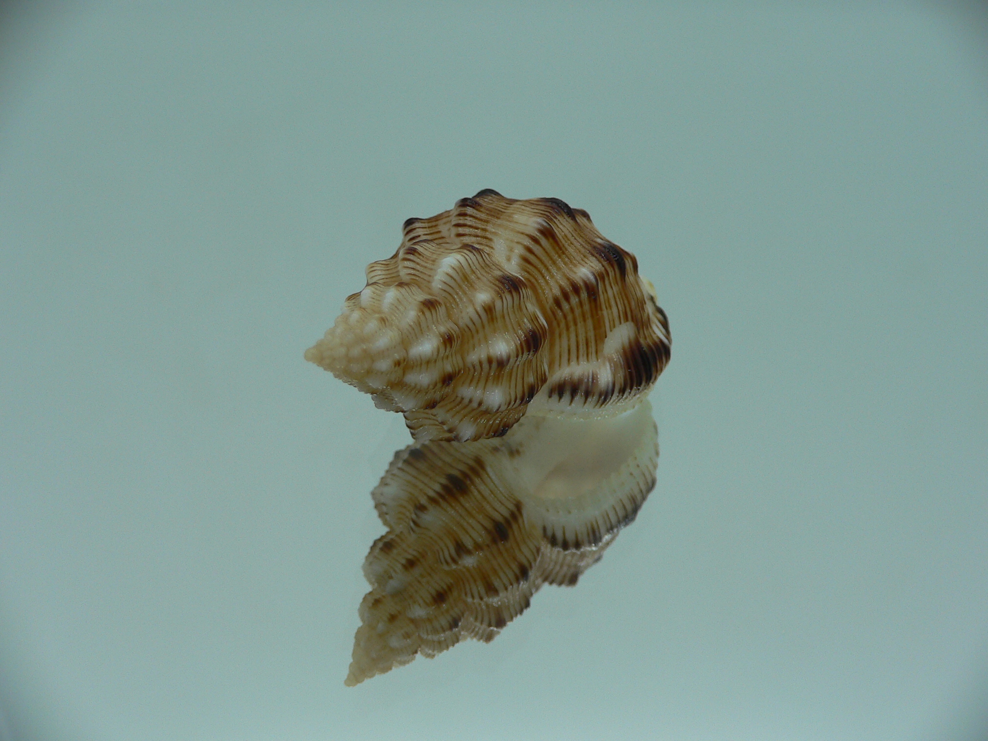 Cantharus leucotaeniatus IDEAL & SUPER COLOR