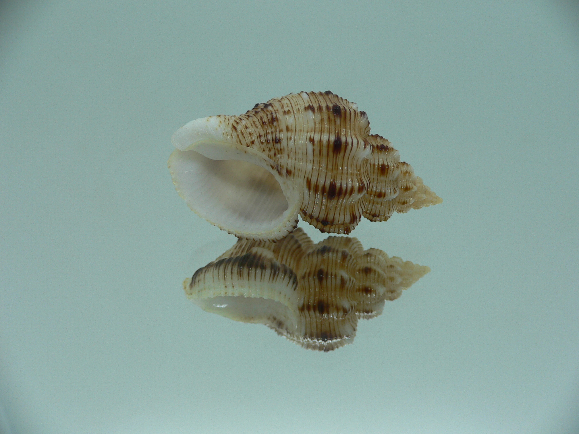 Cantharus leucotaeniatus IDEAL & SUPER COLOR