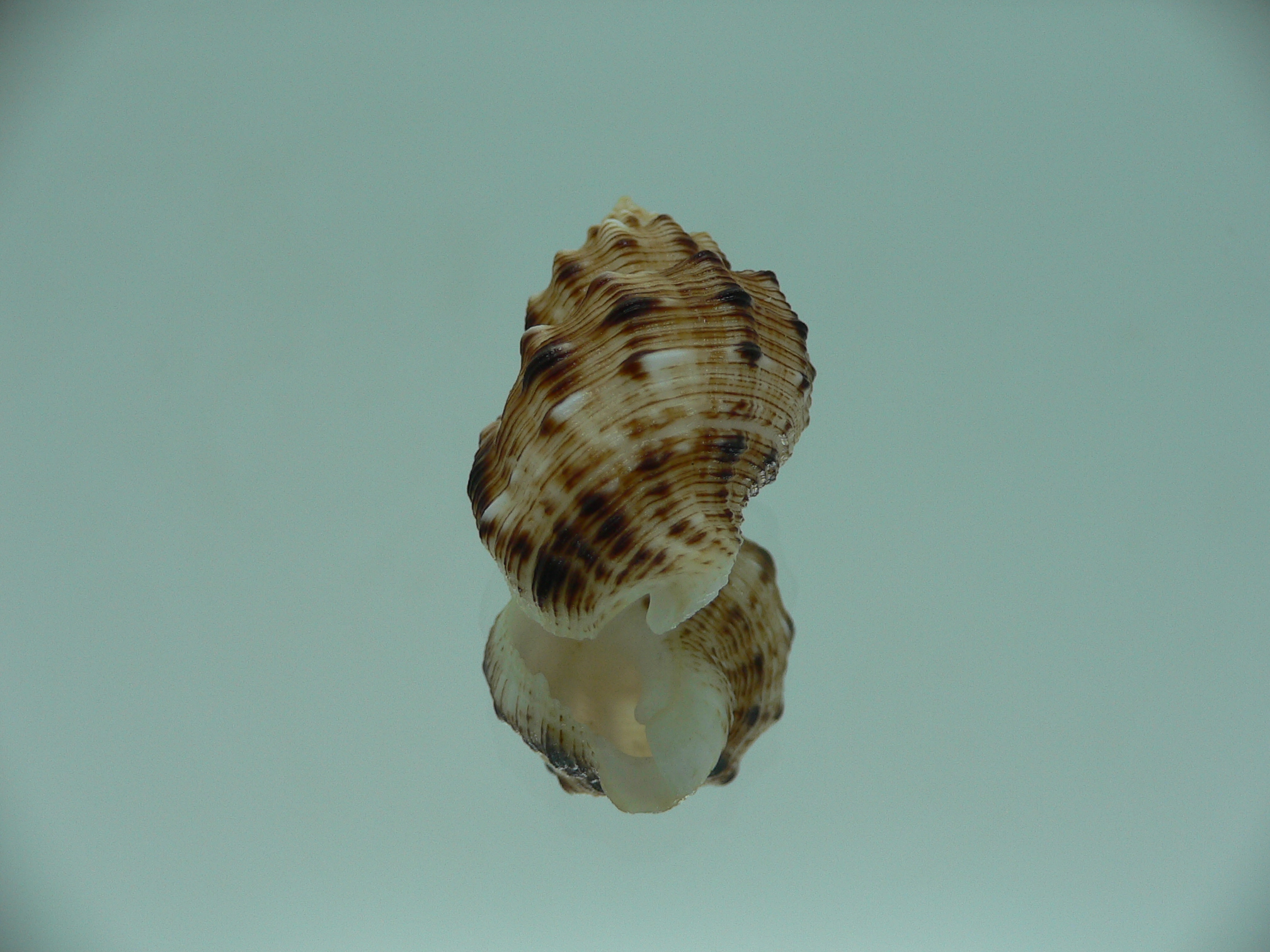 Cantharus leucotaeniatus IDEAL & SUPER COLOR