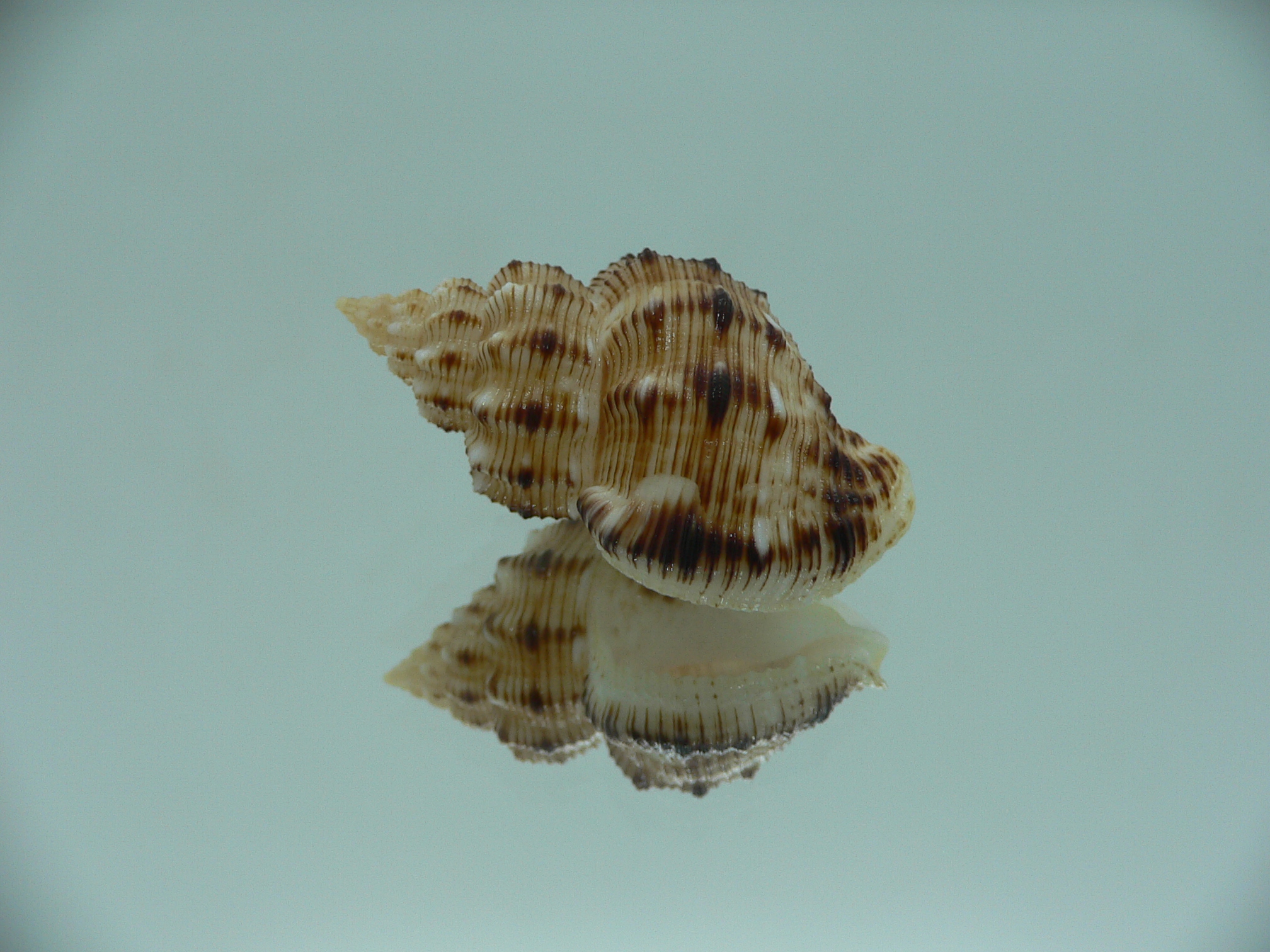 Cantharus leucotaeniatus IDEAL & SUPER COLOR