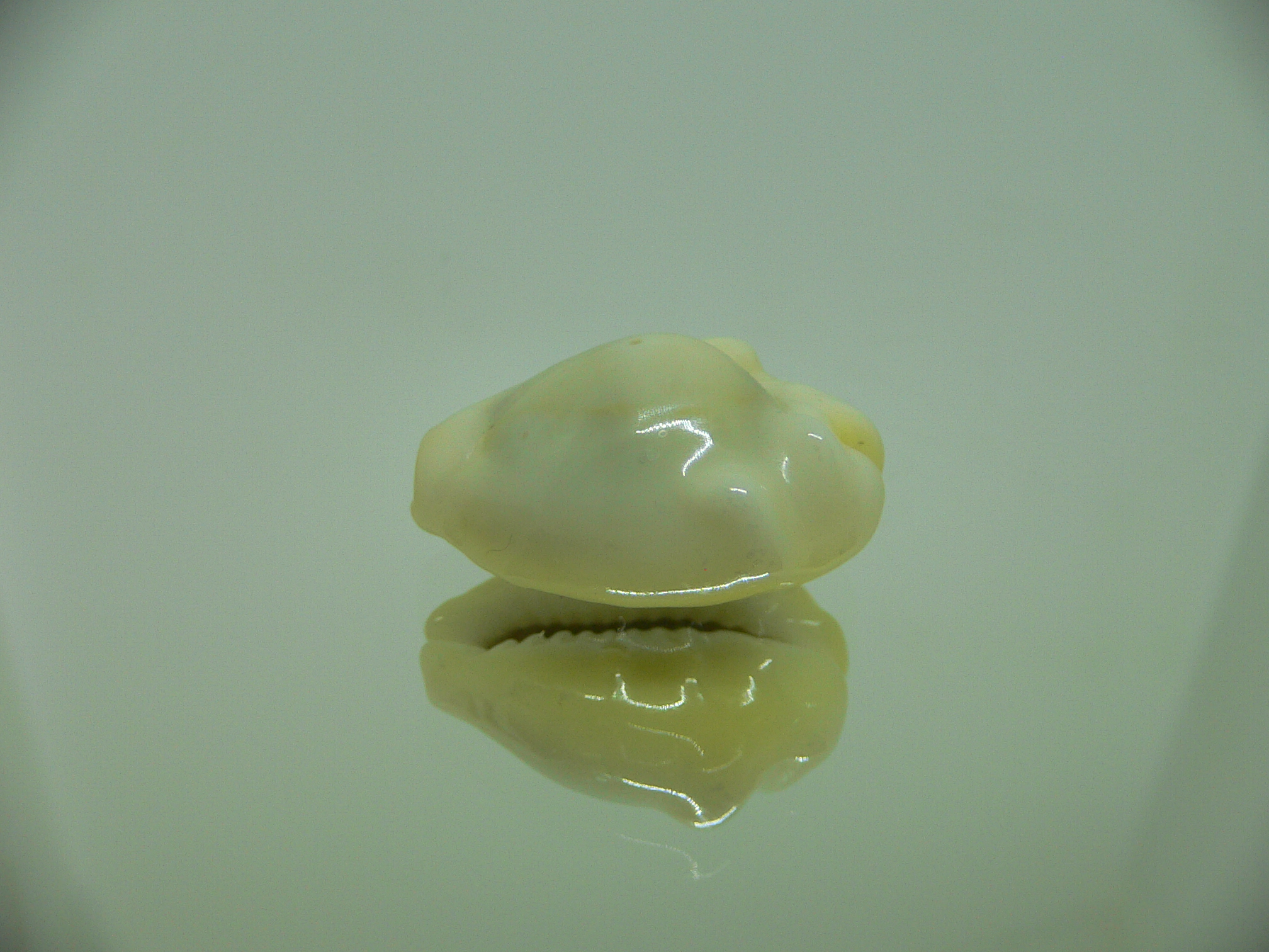 Cypraea moneta tuberculosa (var.) 13