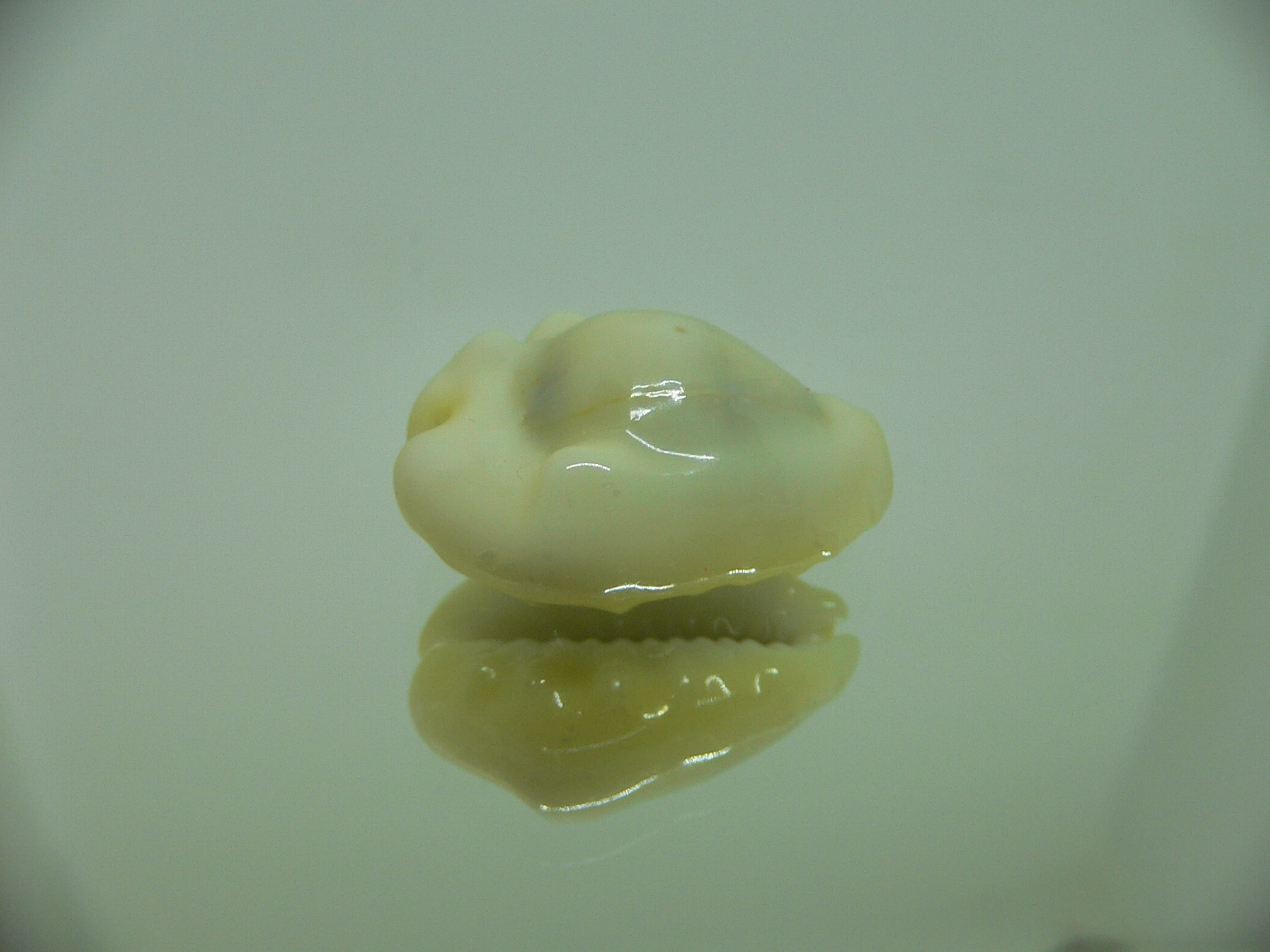 Cypraea moneta tuberculosa (var.) 13