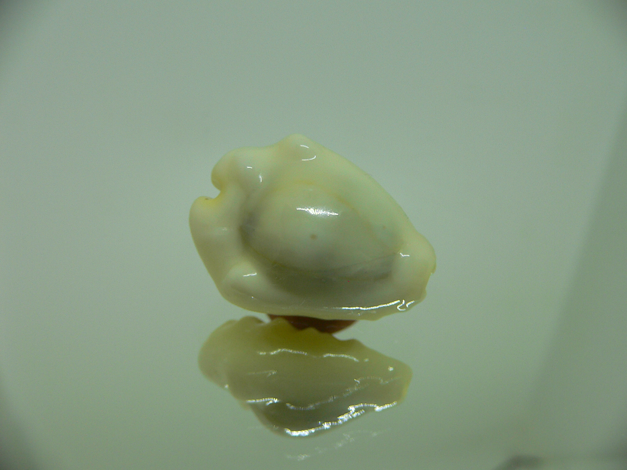 Cypraea moneta tuberculosa (var.) 13