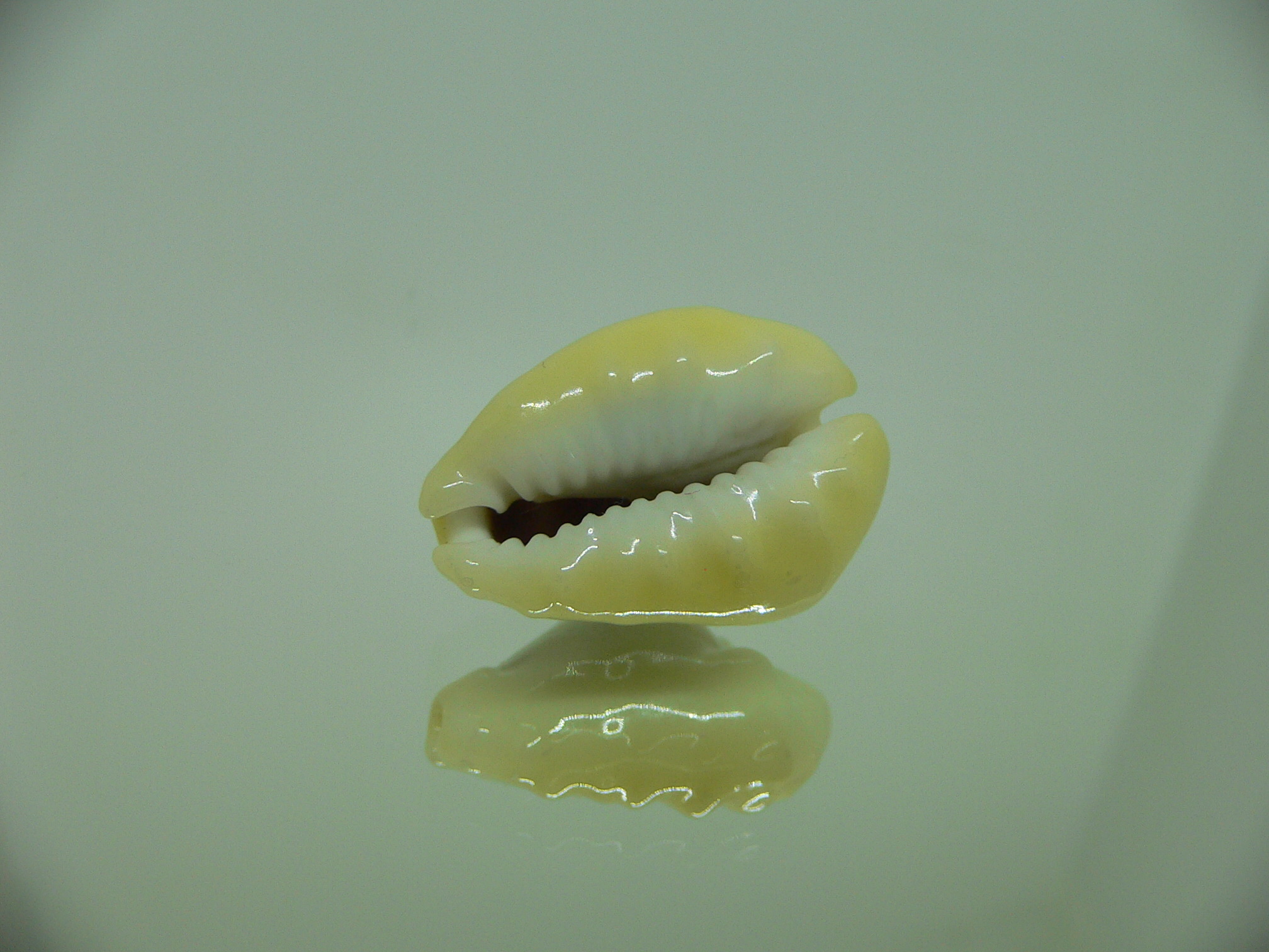 Cypraea moneta tuberculosa (var.) 13
