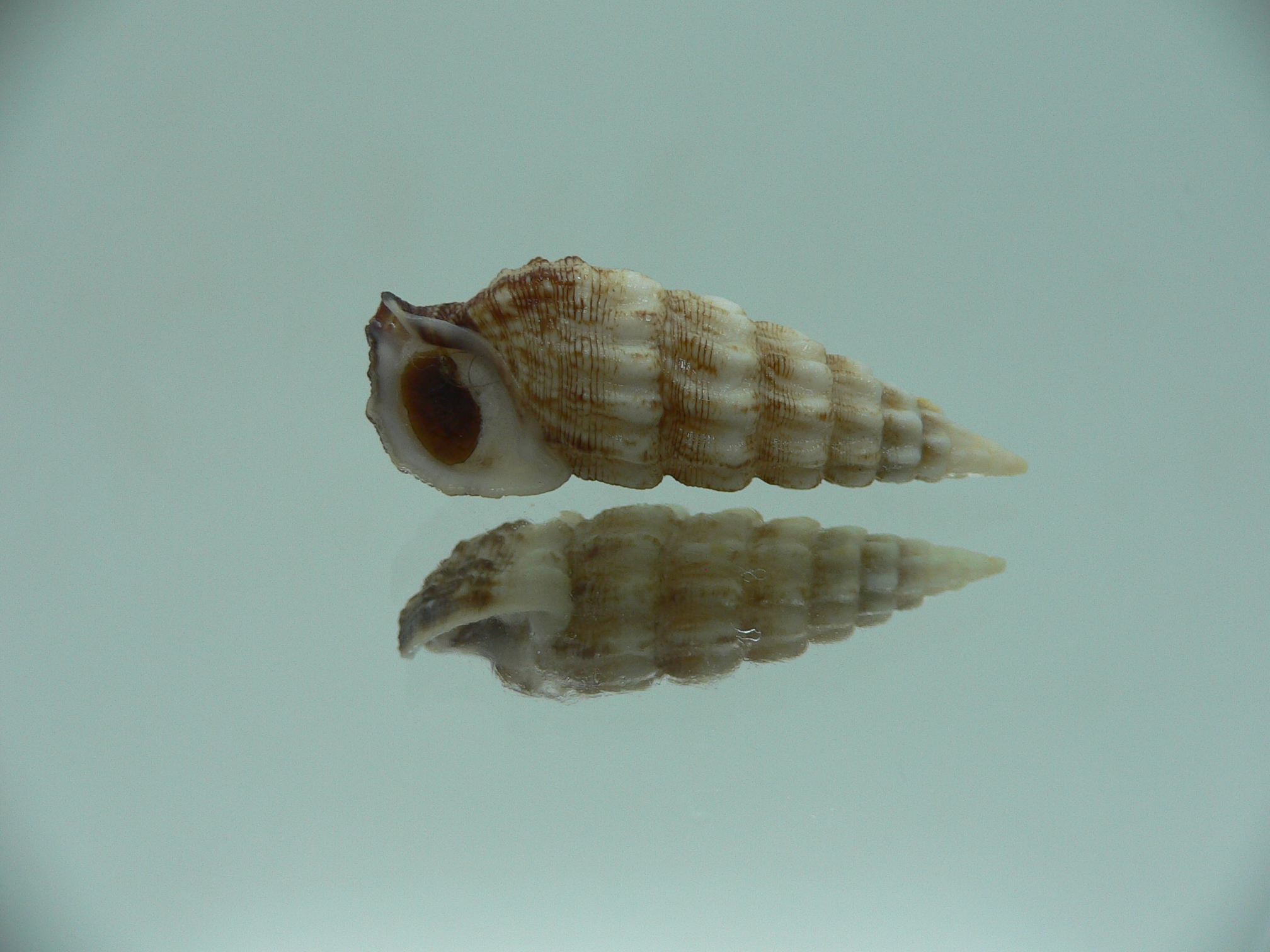 Cerithium novaehollondiae BICOLOR