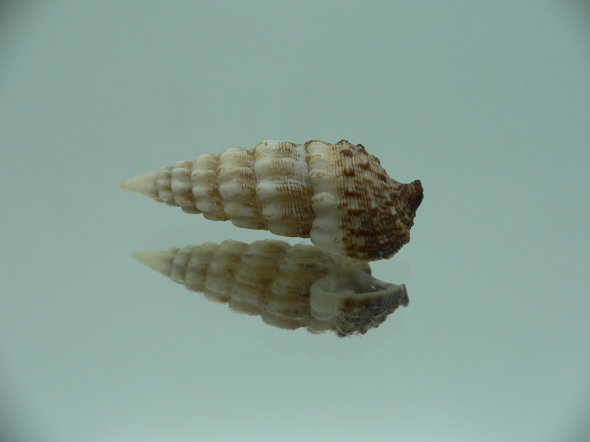 Cerithium novaehollondiae BICOLOR