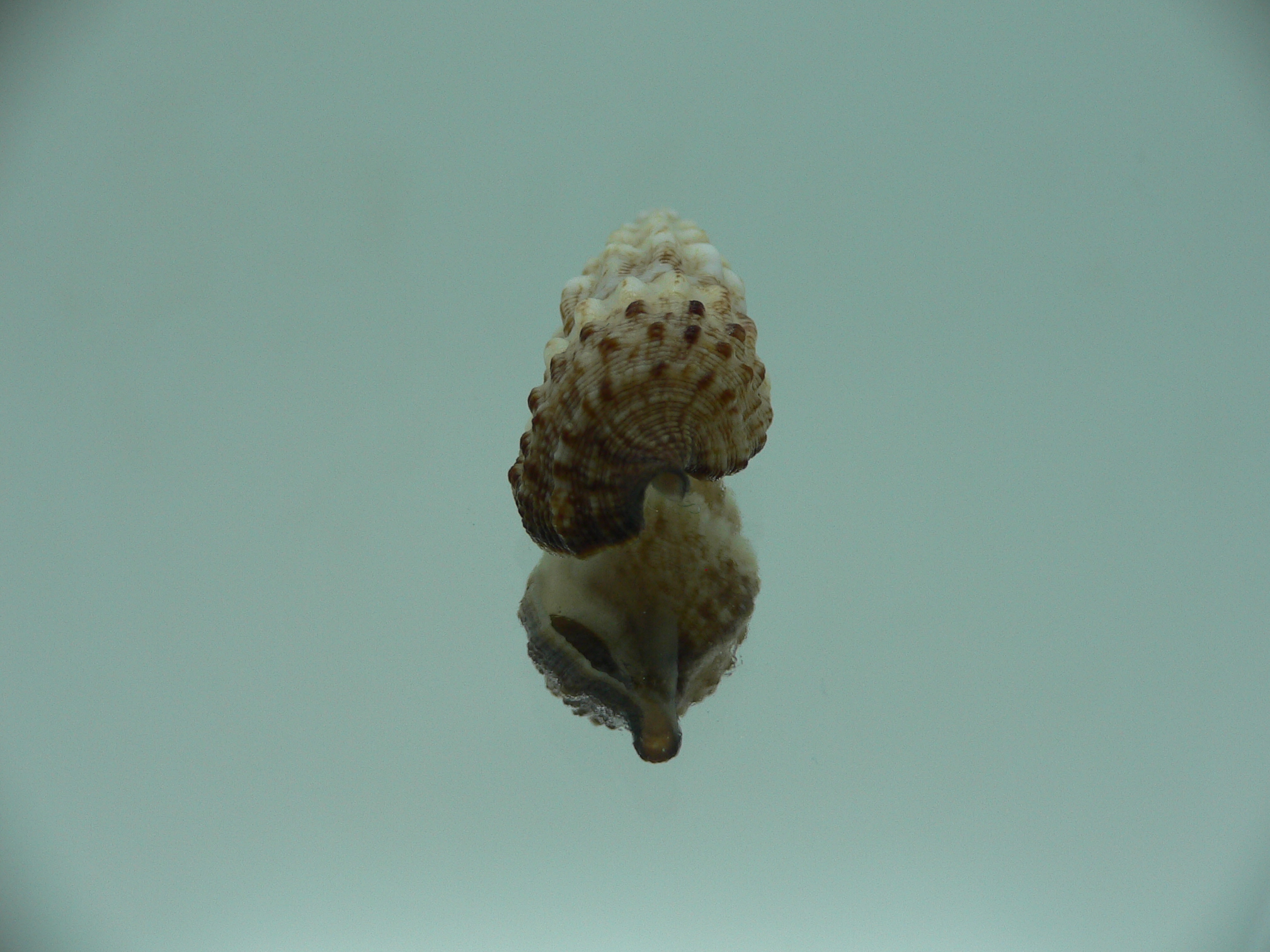 Cerithium novaehollondiae BICOLOR