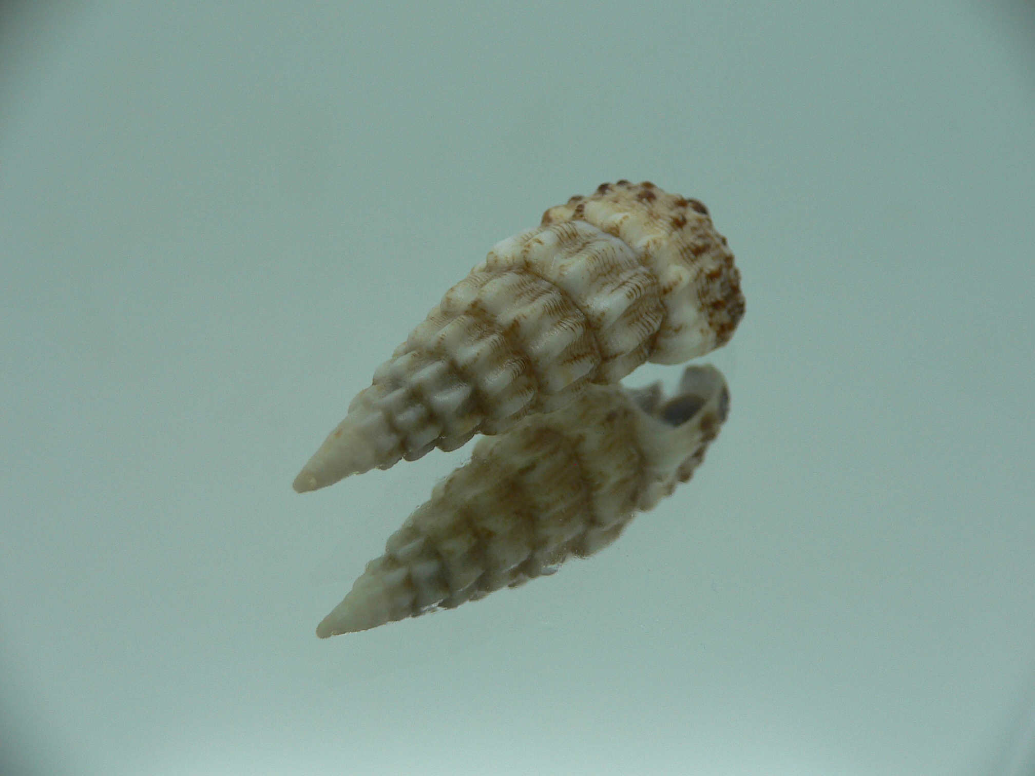 Cerithium novaehollondiae BICOLOR