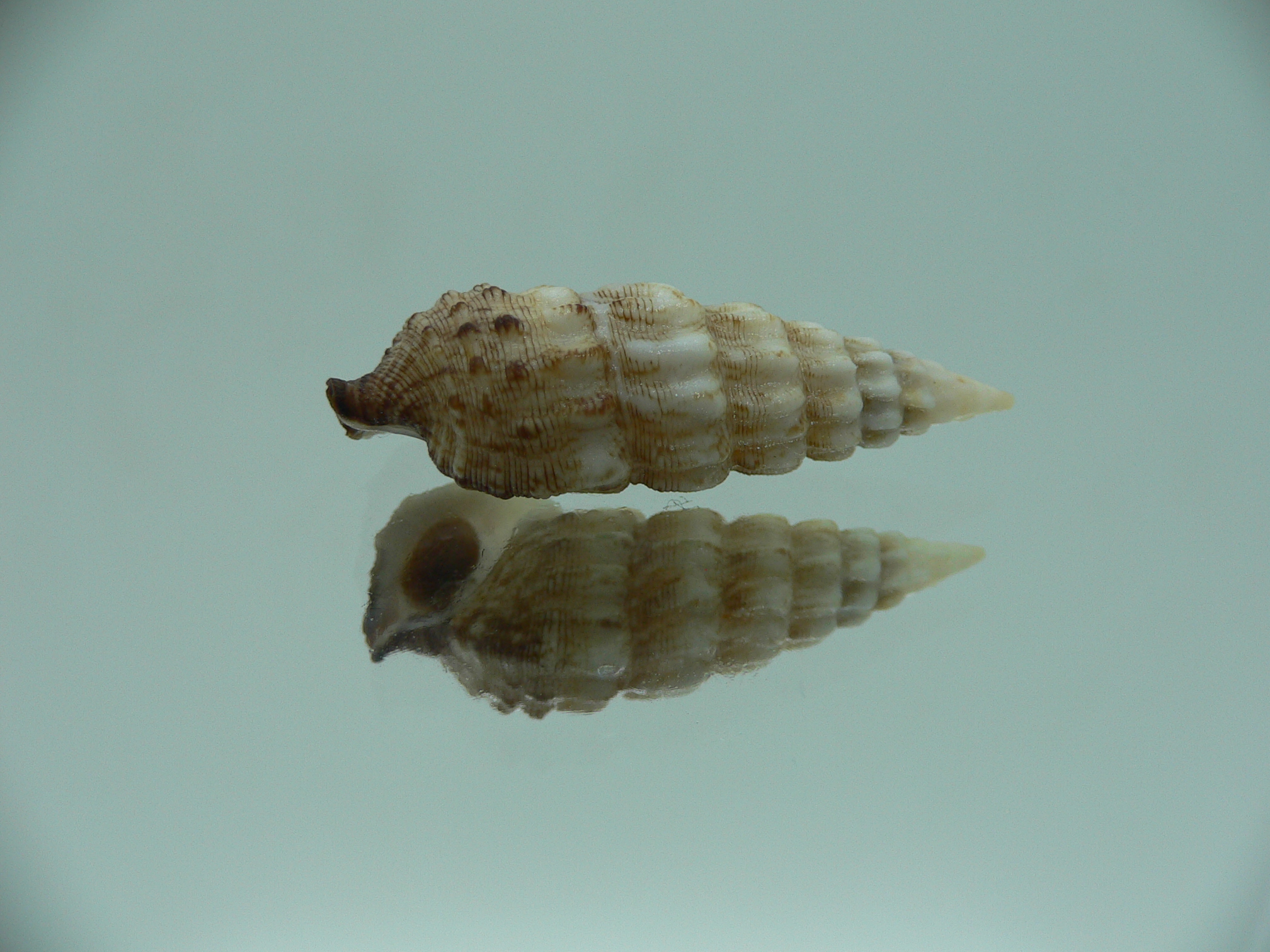 Cerithium novaehollondiae BICOLOR