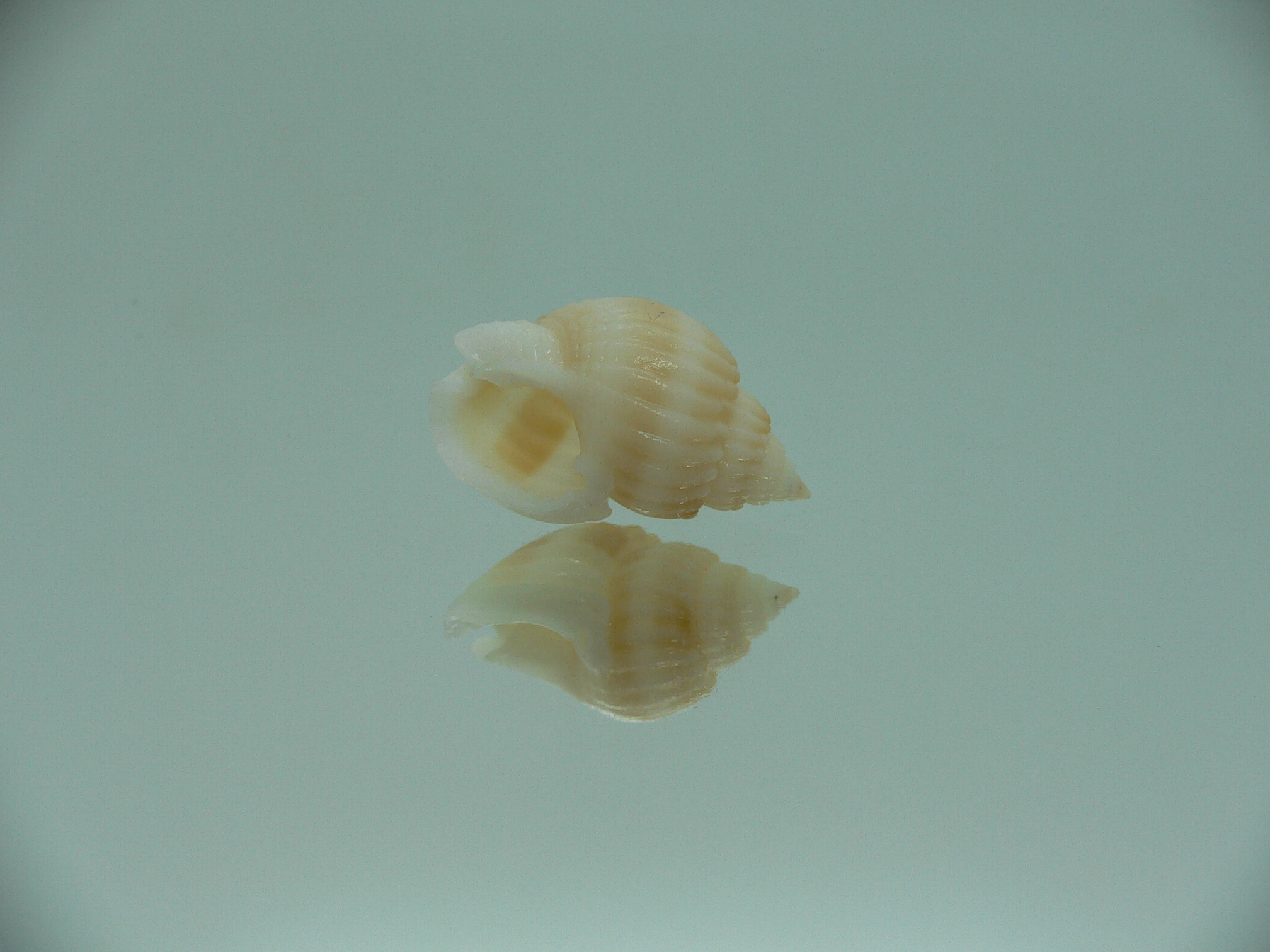 Nassarius castus YELLOW & STRIPES