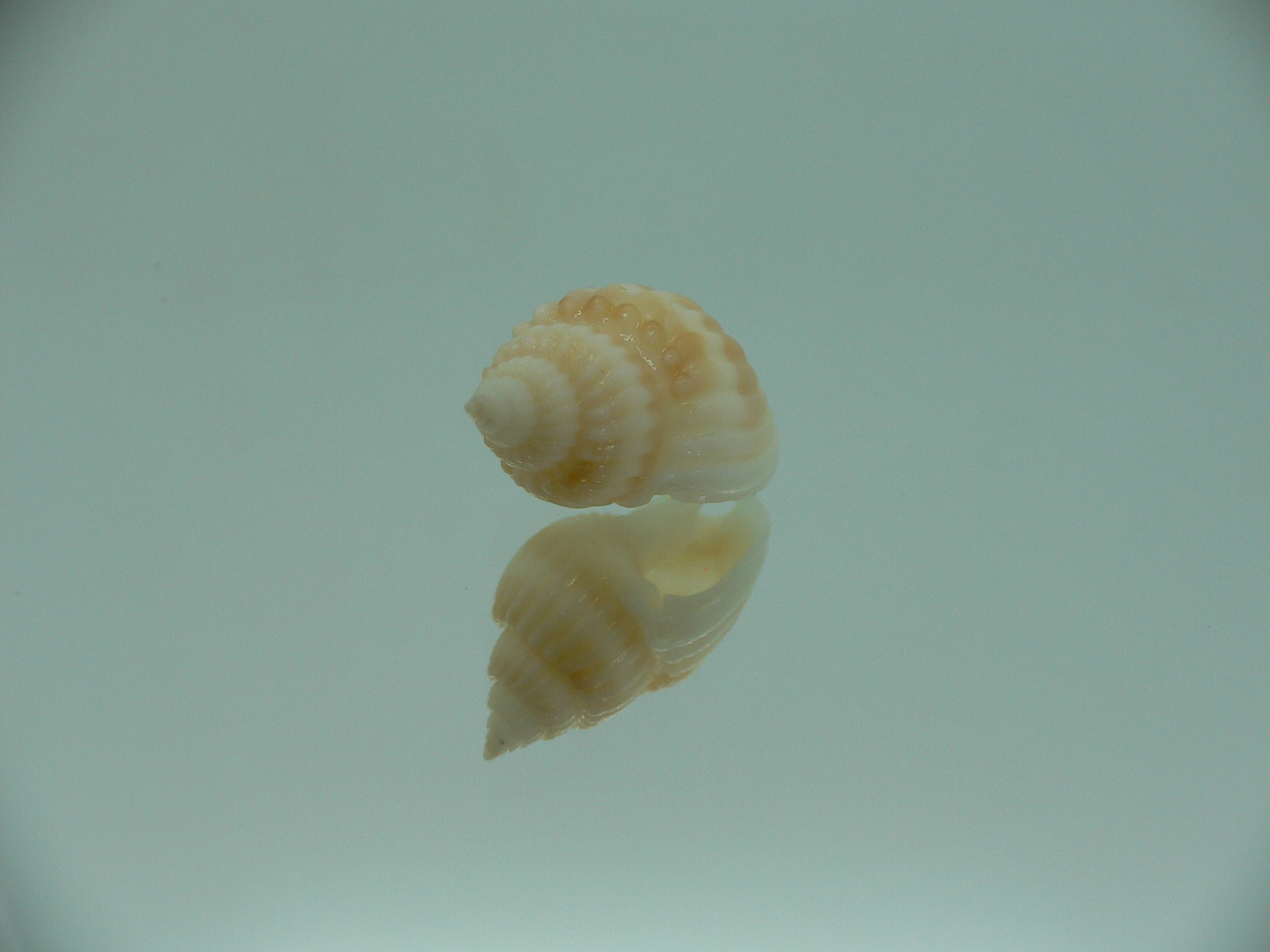 Nassarius castus YELLOW & STRIPES