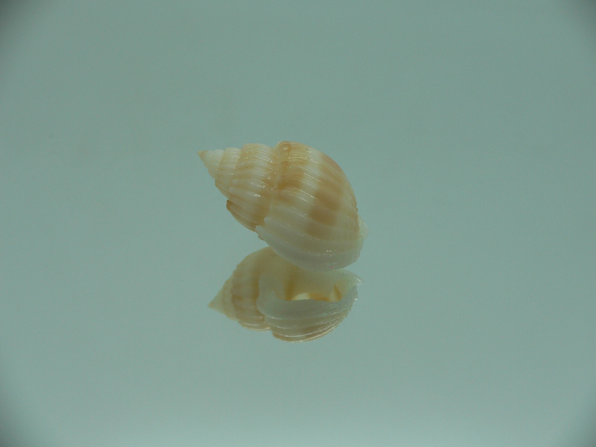 Nassarius castus YELLOW & STRIPES