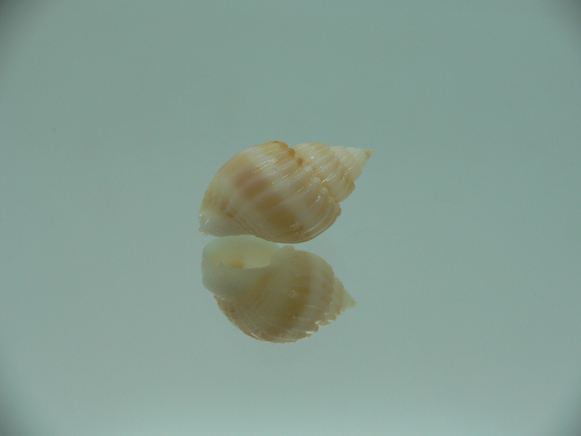 Nassarius castus YELLOW & STRIPES