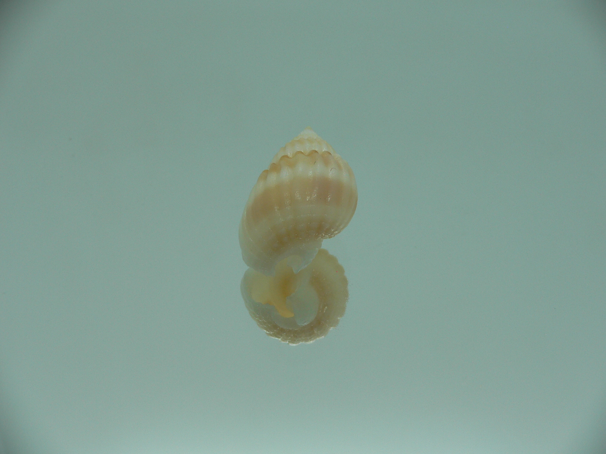 Nassarius castus YELLOW & STRIPES