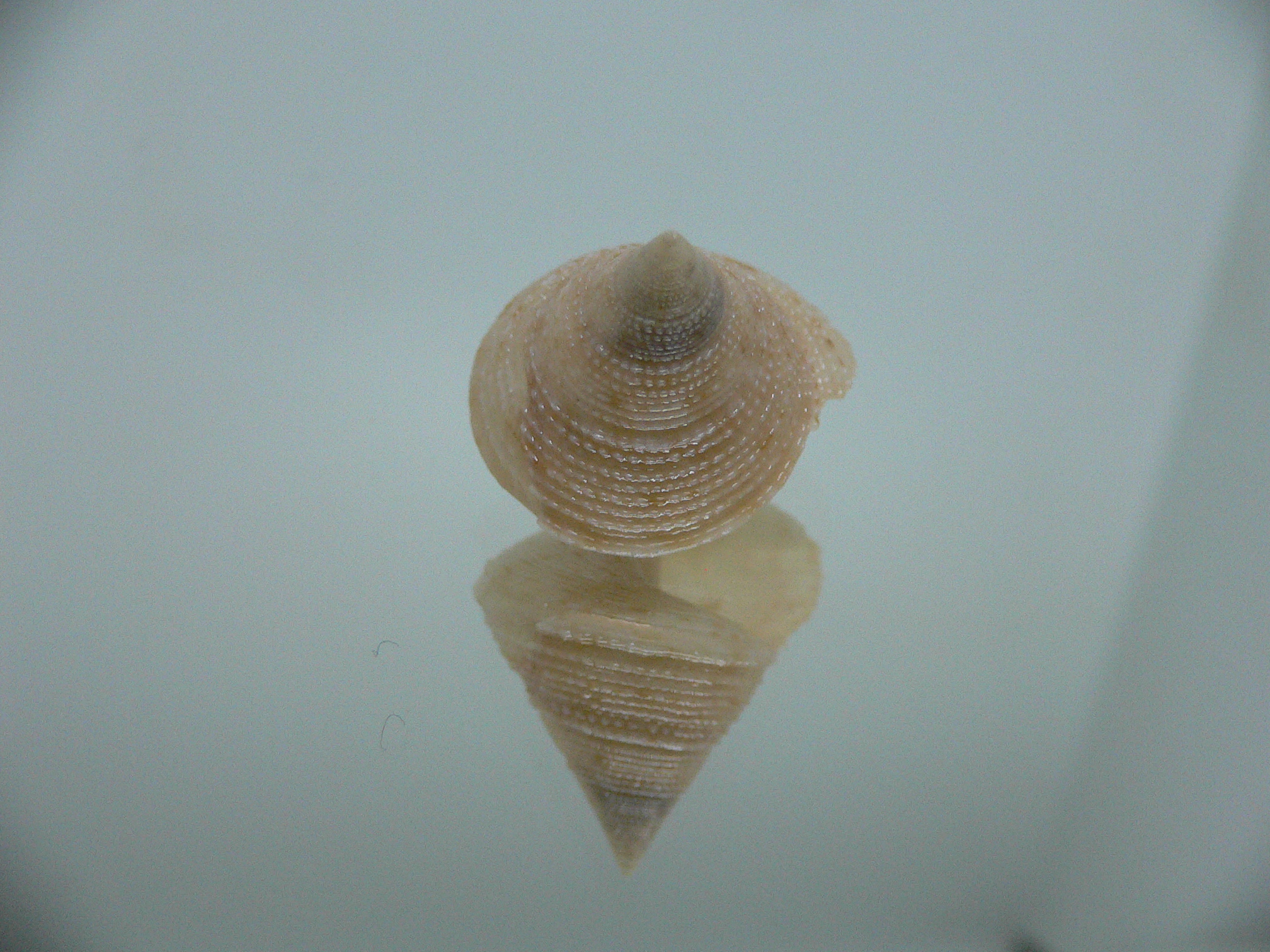 Calliostoma granulatum DWARF