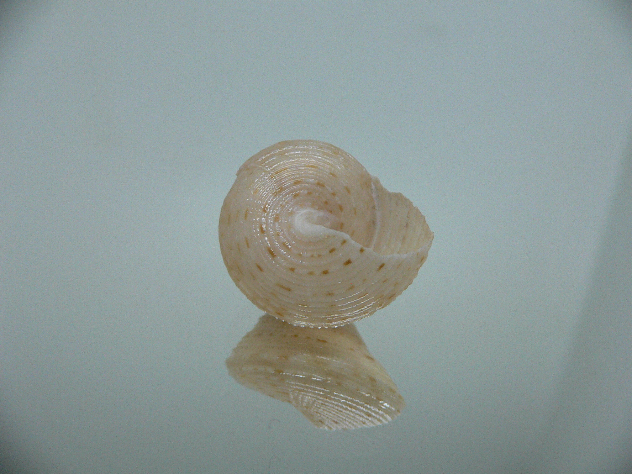 Calliostoma granulatum DWARF