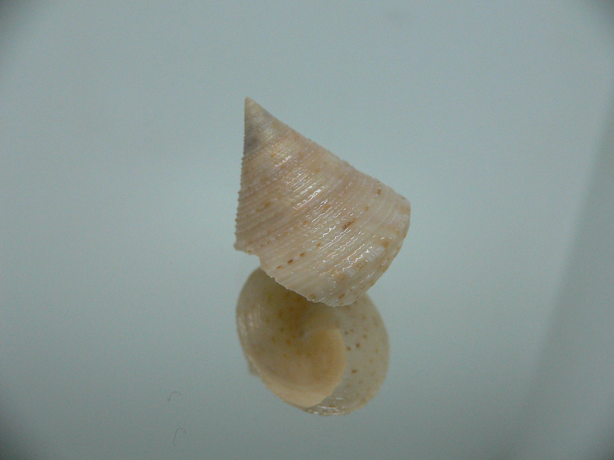 Calliostoma granulatum DWARF