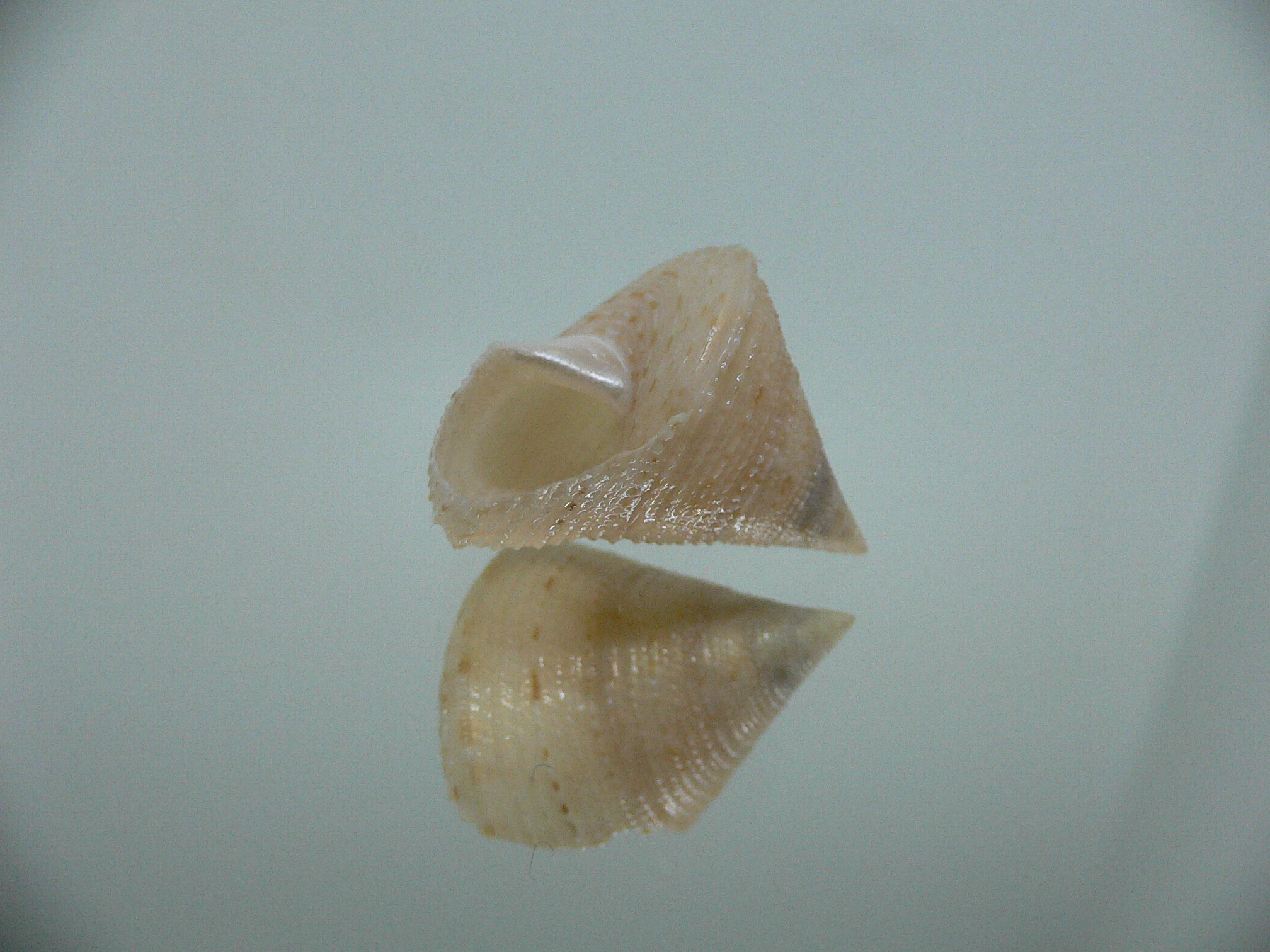 Calliostoma granulatum DWARF