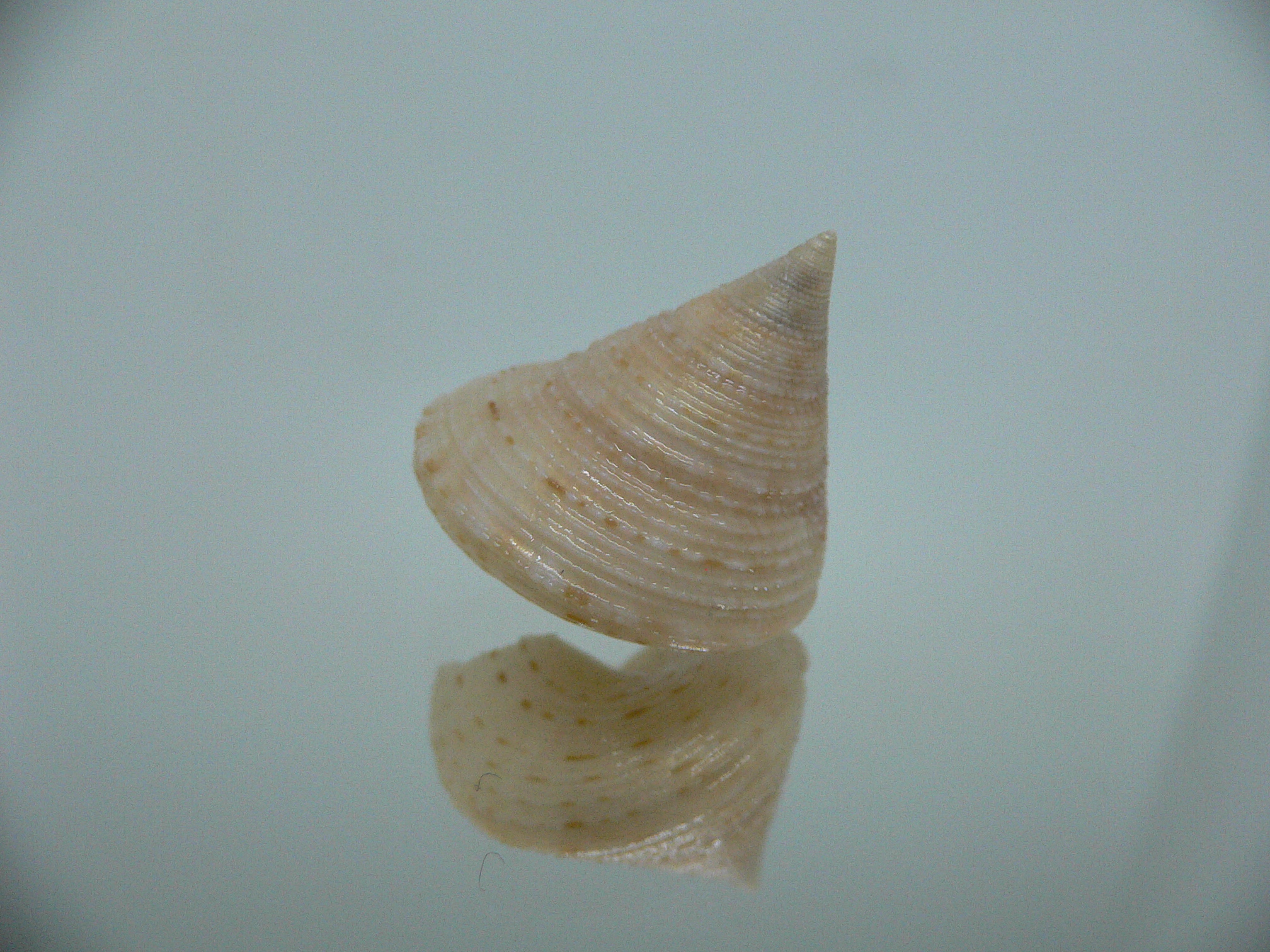 Calliostoma granulatum DWARF