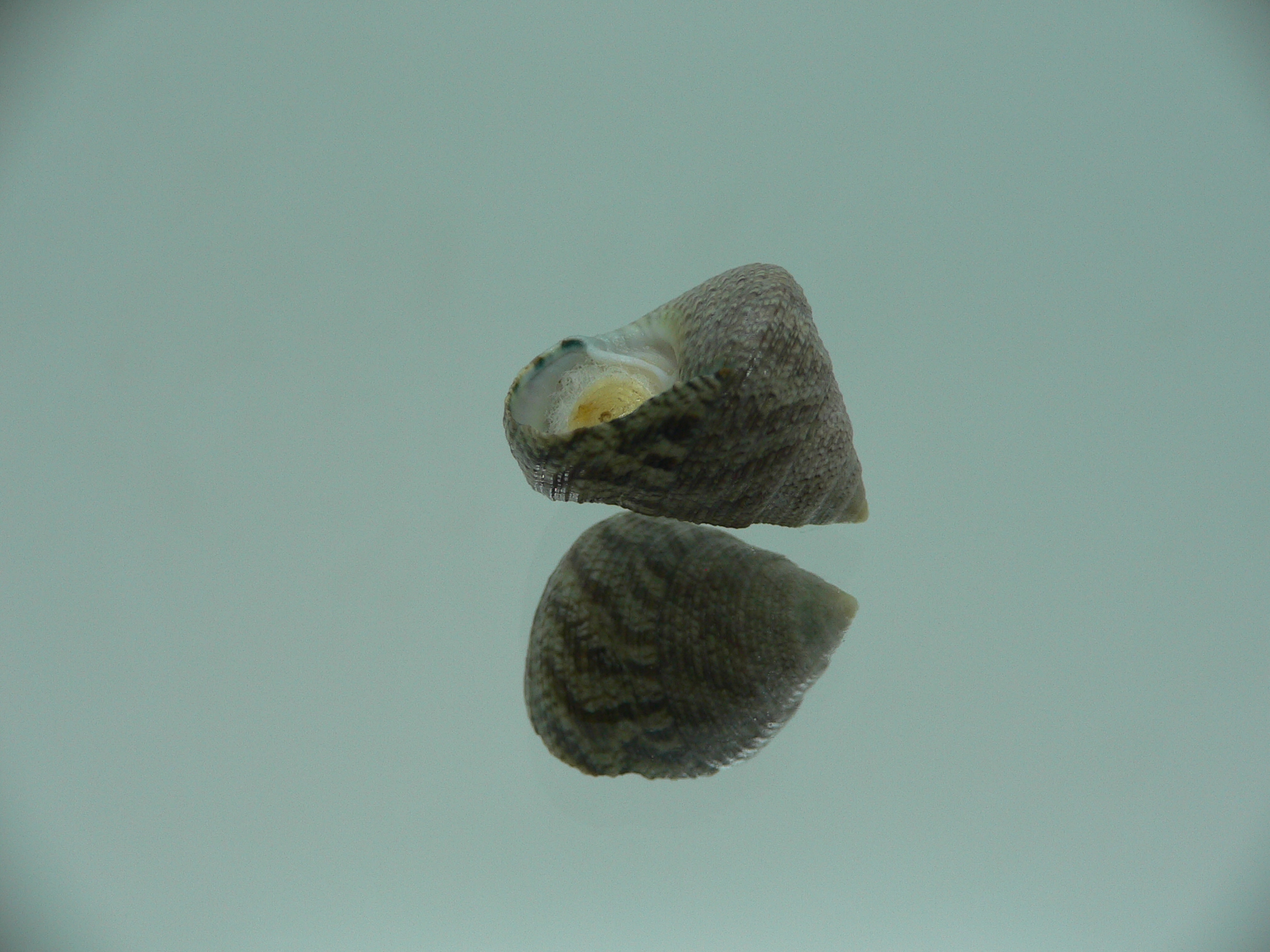Calthalotia strigata GRAY