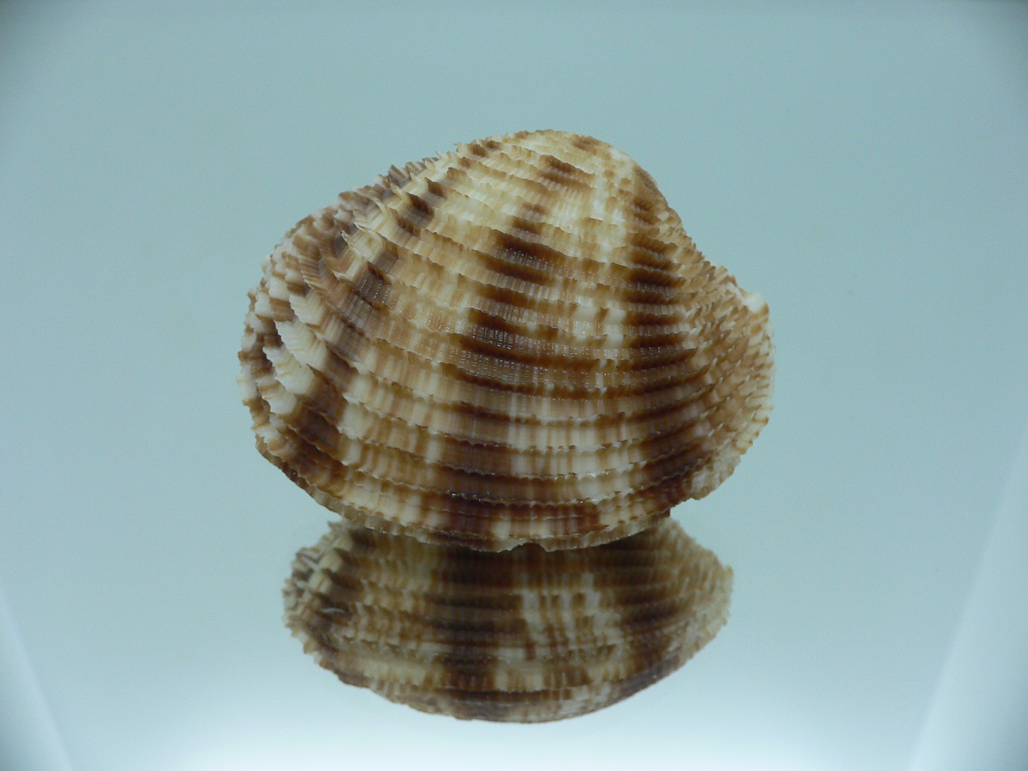 Antigona chemnitzii