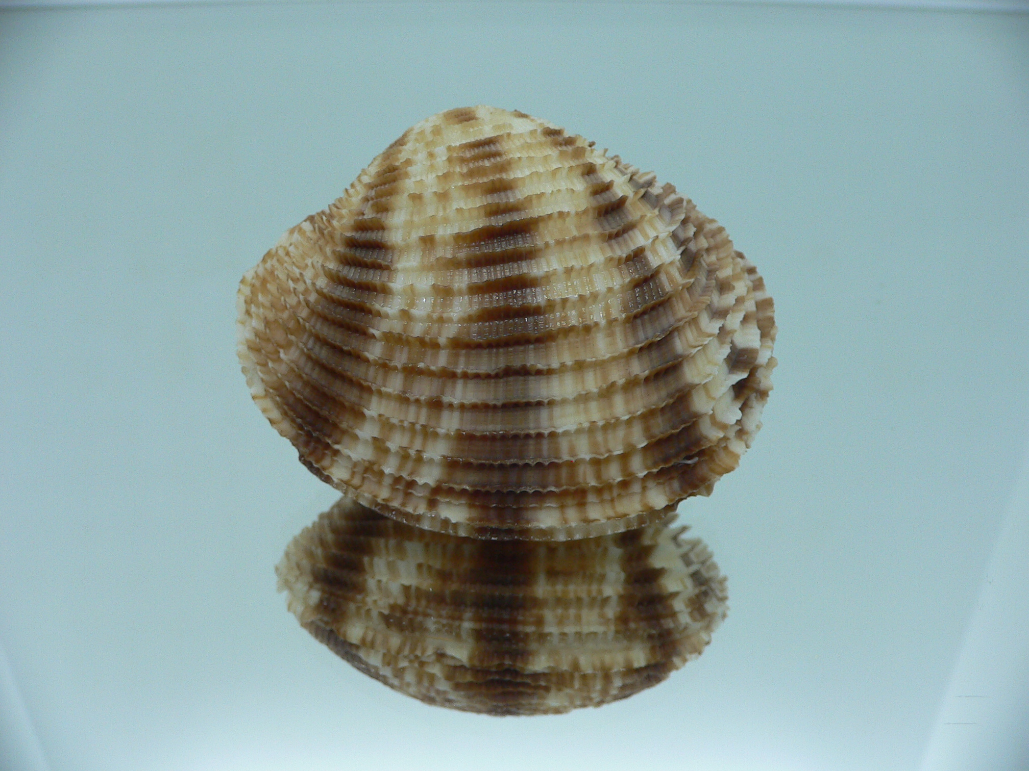 Antigona chemnitzii