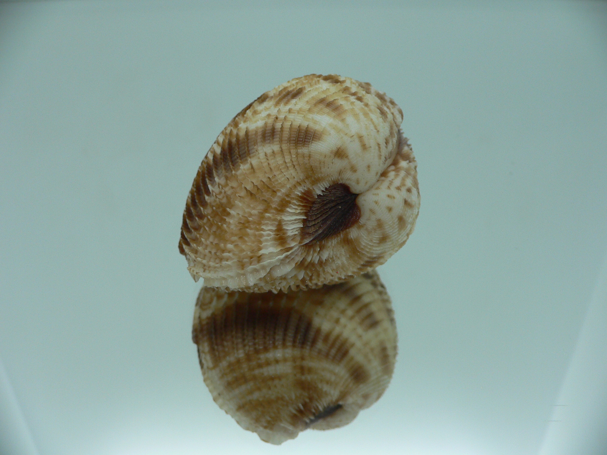 Antigona chemnitzii