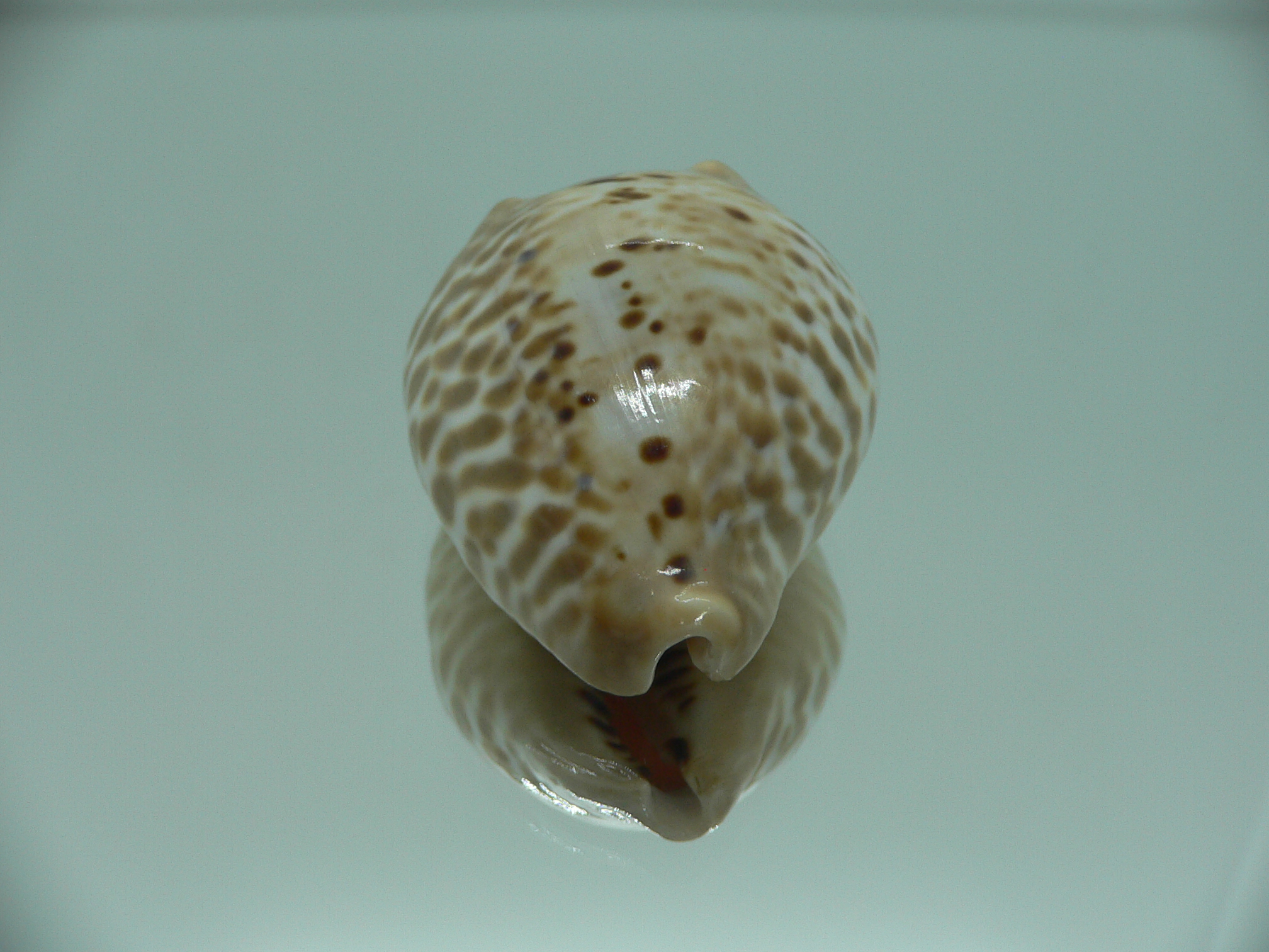 Сypraea mus bicornis donmoorei (var.)