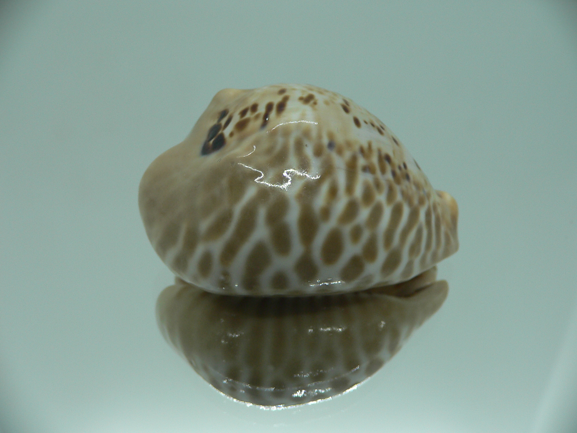 Сypraea mus bicornis donmoorei (var.)