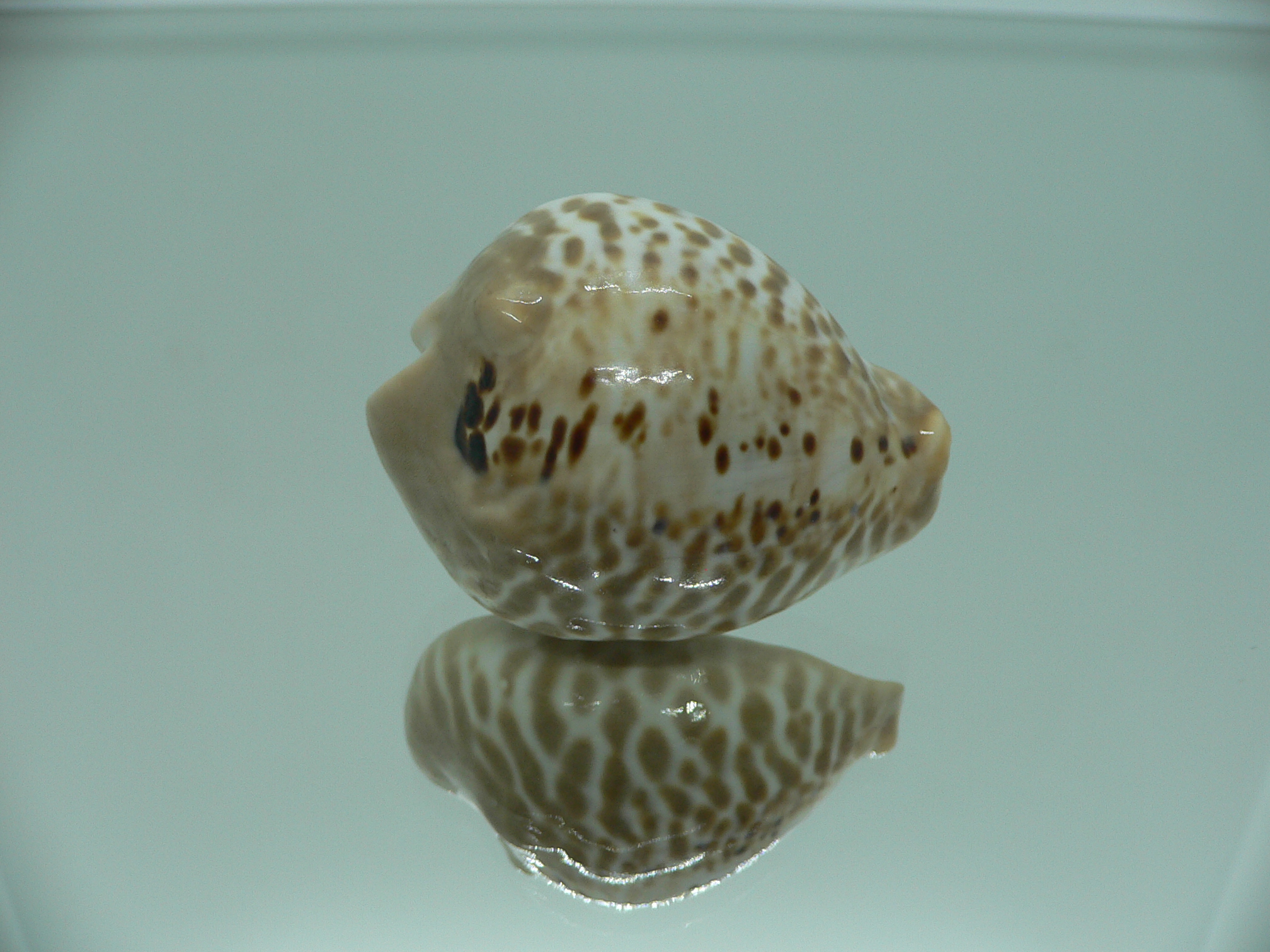 Сypraea mus bicornis donmoorei (var.)