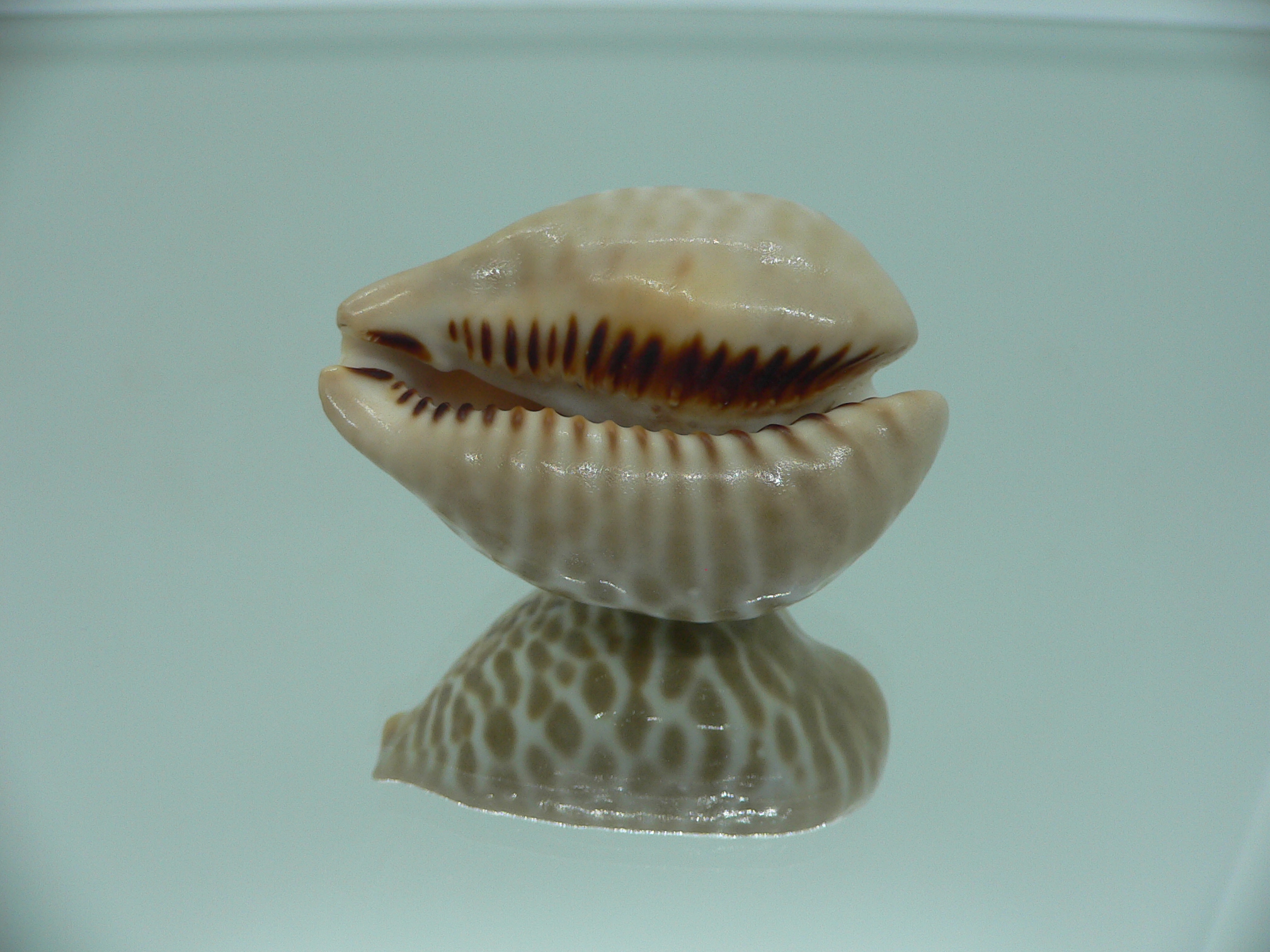 Сypraea mus bicornis donmoorei (var.)