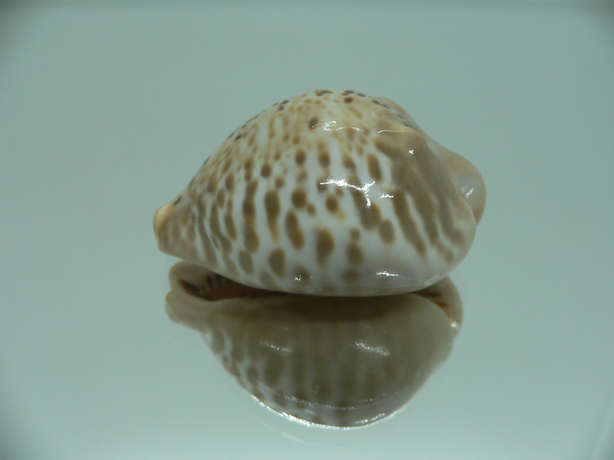 Сypraea mus bicornis donmoorei (var.)