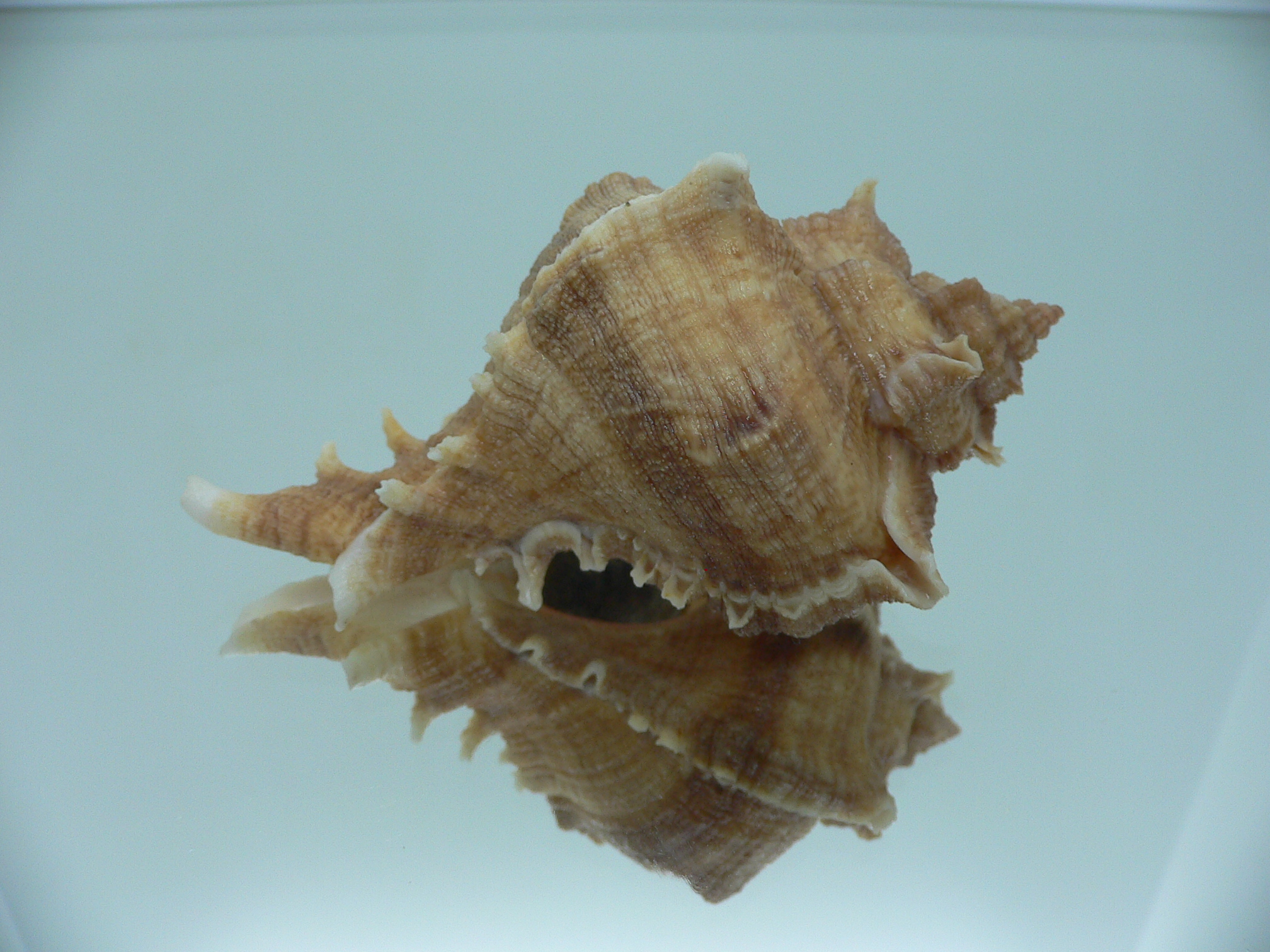 Chicoreus virgineus ponderosus (var.) STRIPED